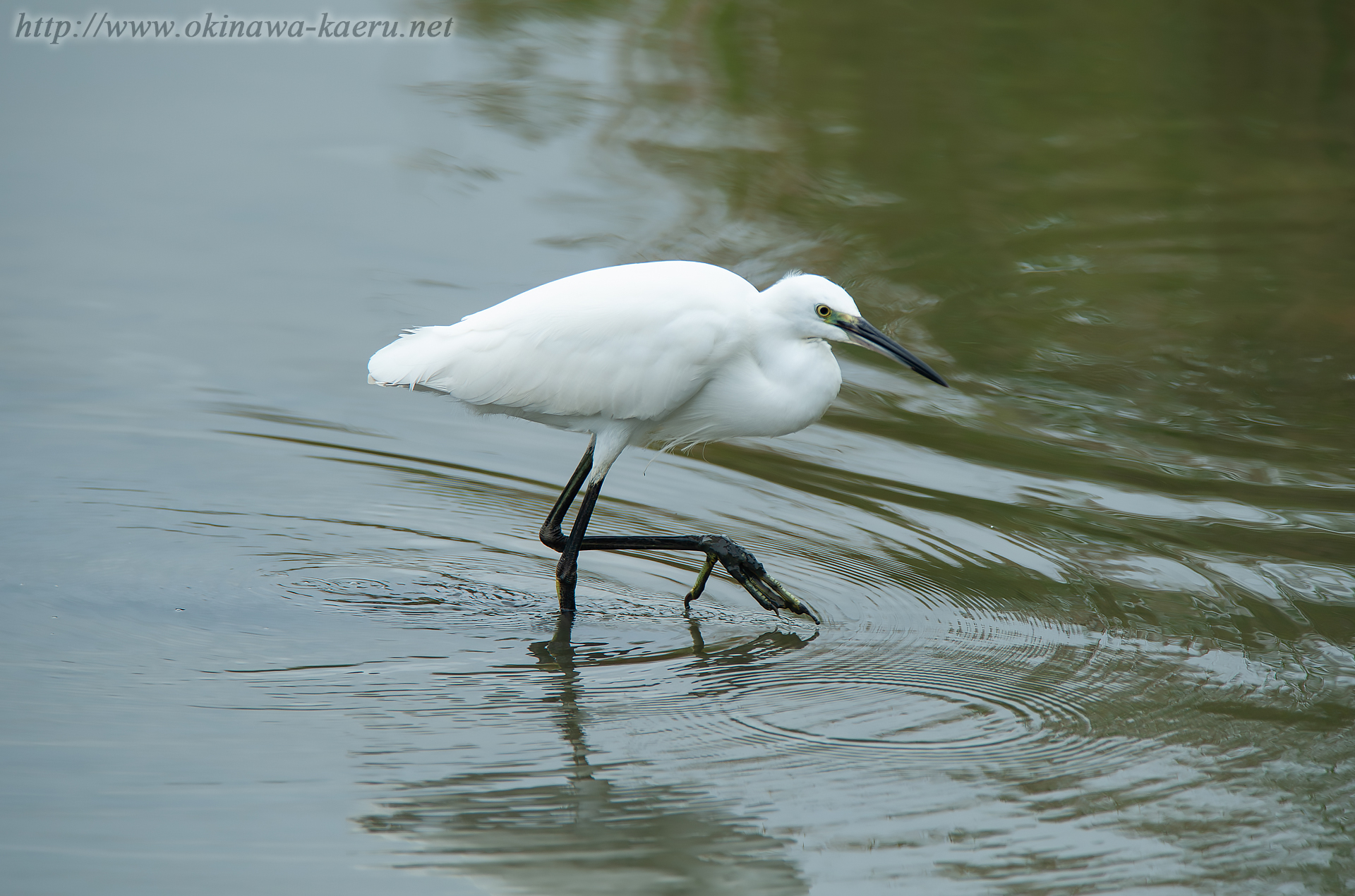 コサギ Egretta garzetta