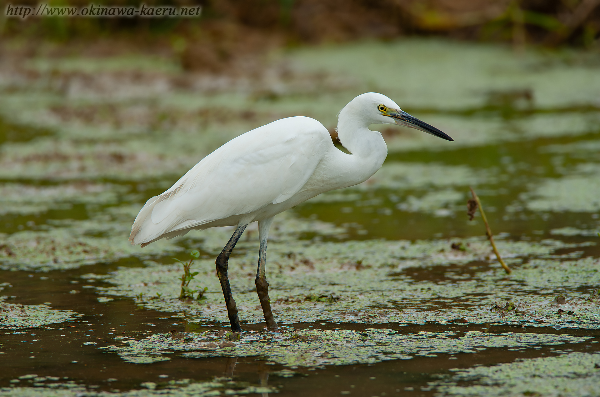 コサギ Egretta garzetta