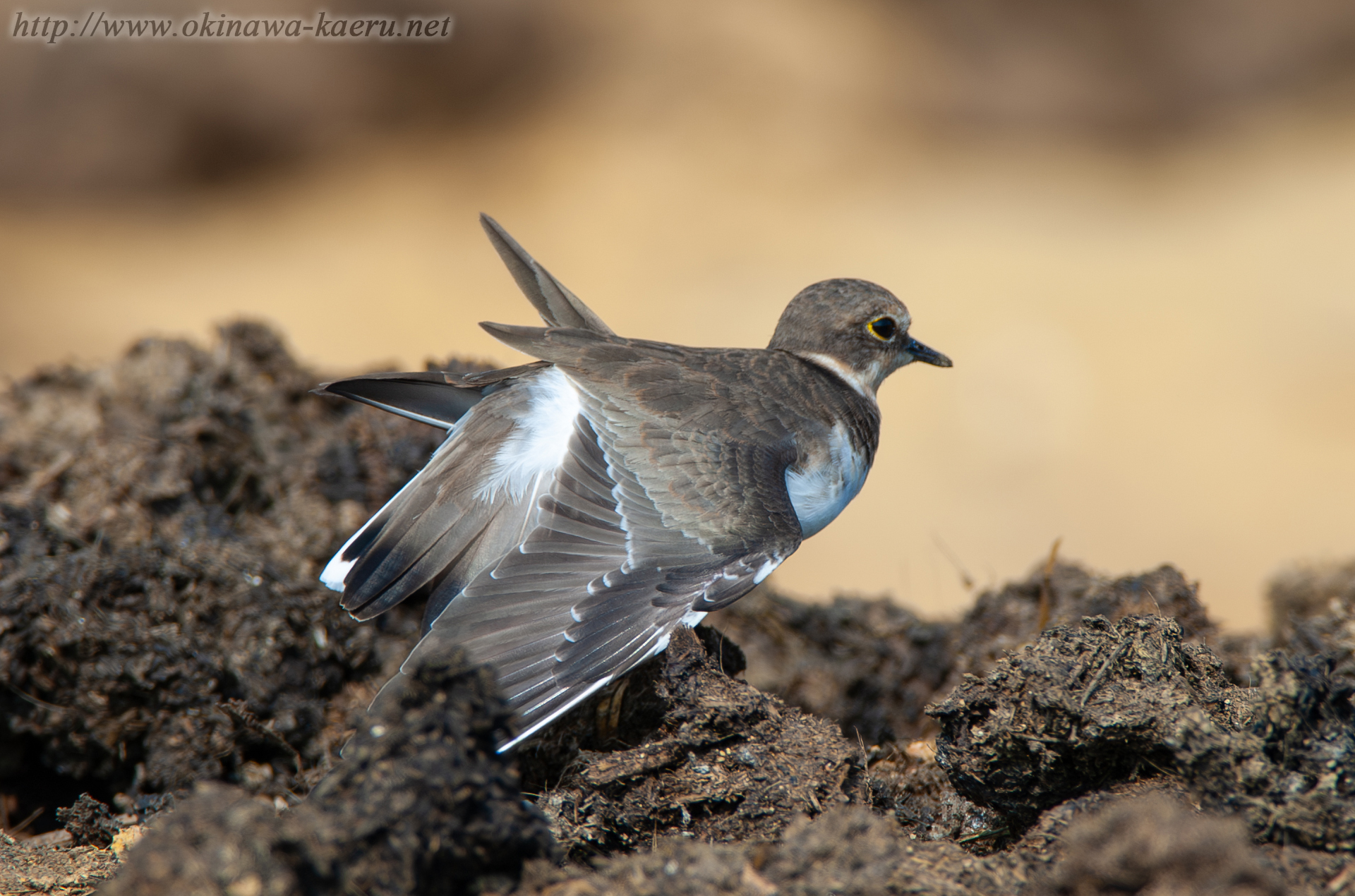 コチドリ Charadrius dubius