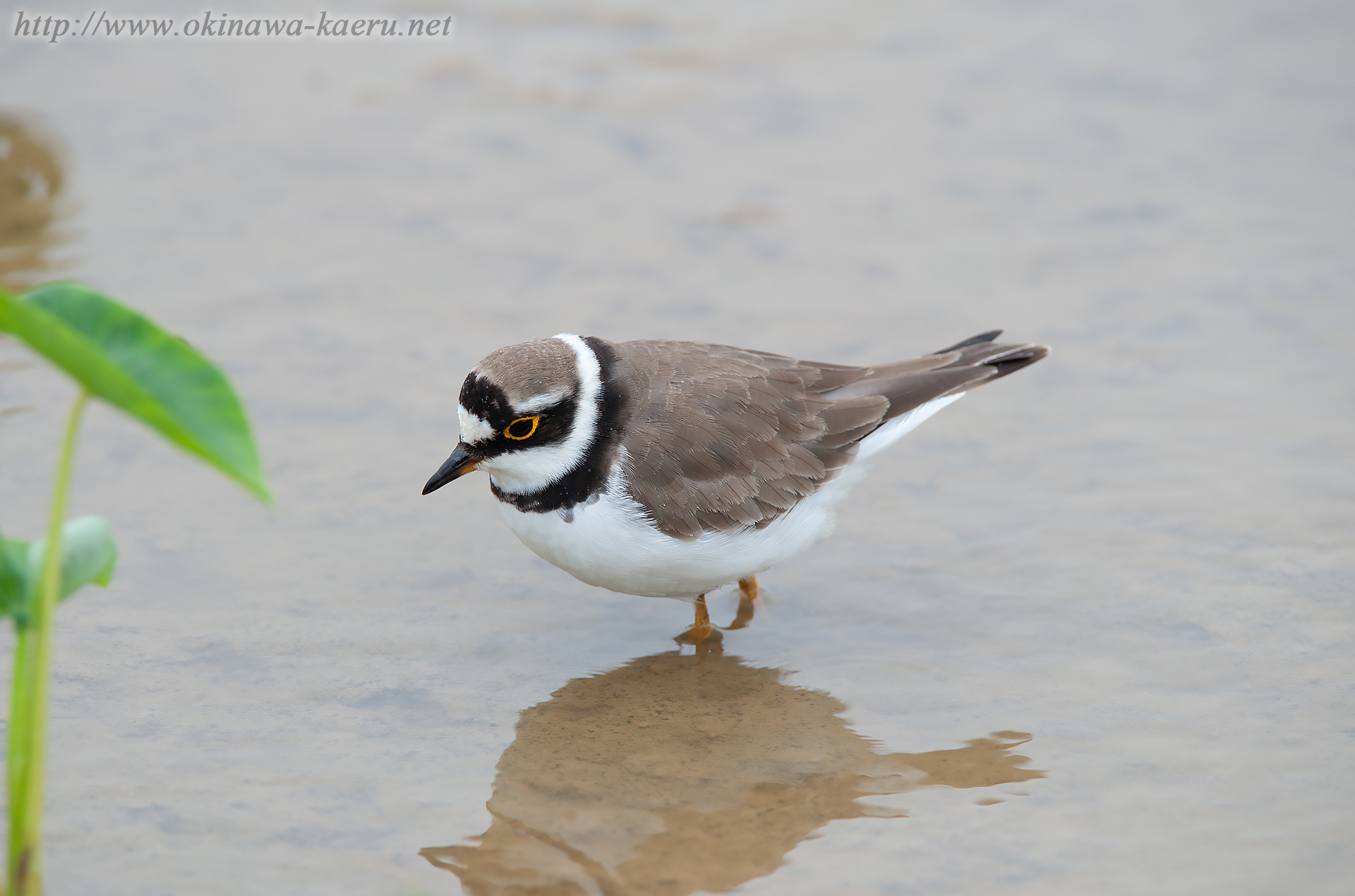 コチドリ Charadrius dubius