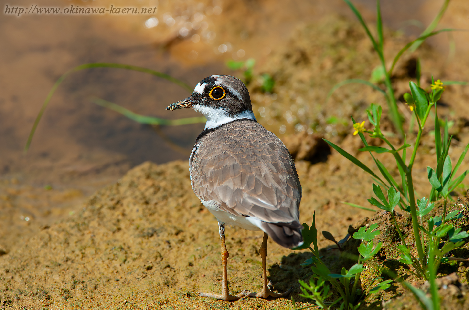 コチドリ Charadrius dubius