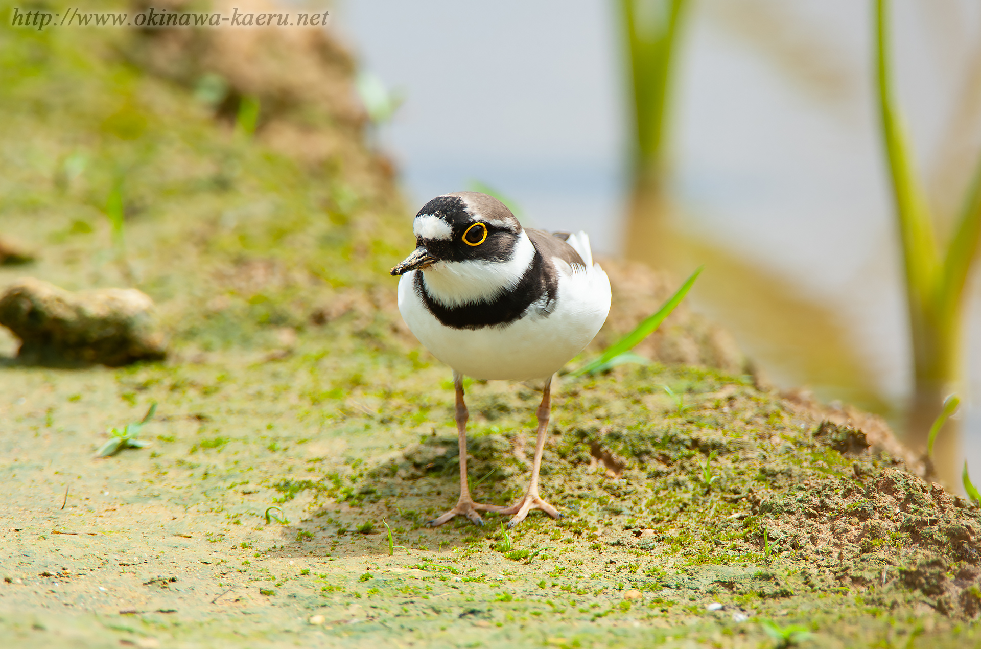 コチドリ Charadrius dubius