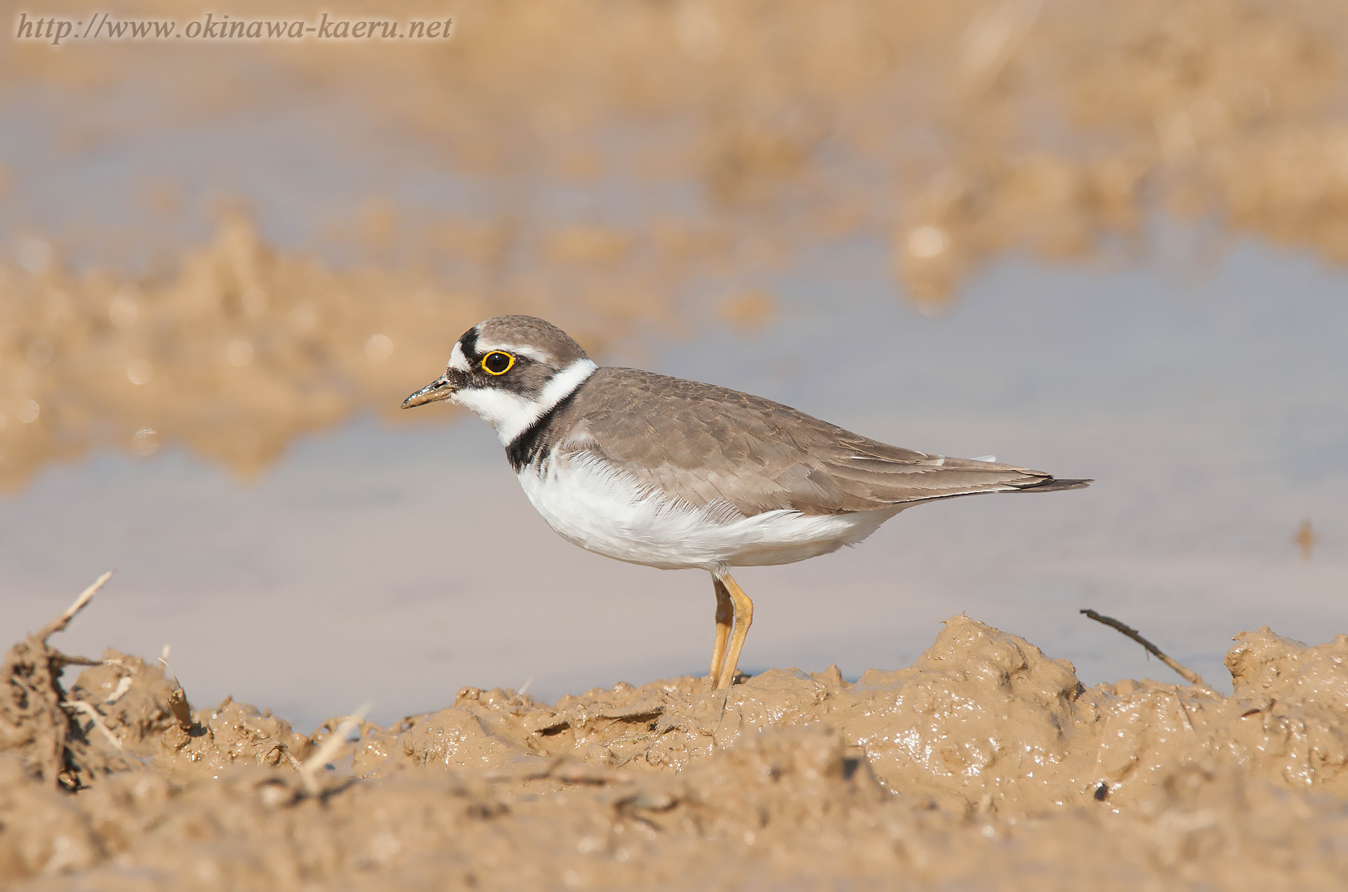 コチドリ Charadrius dubius