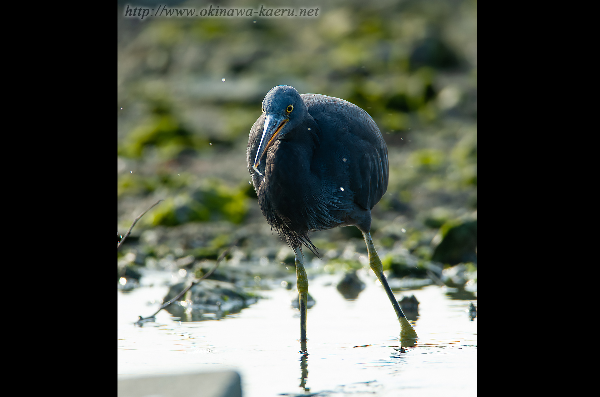 クロサギ Egretta sacra