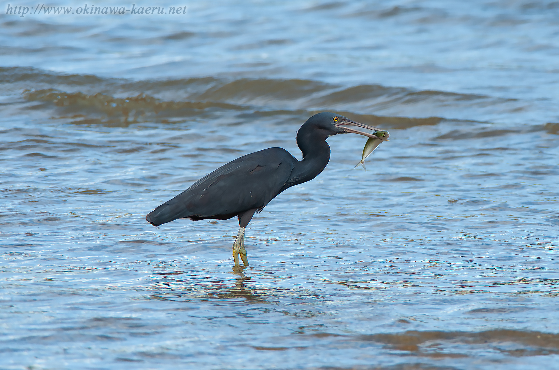 クロサギ Egretta sacra