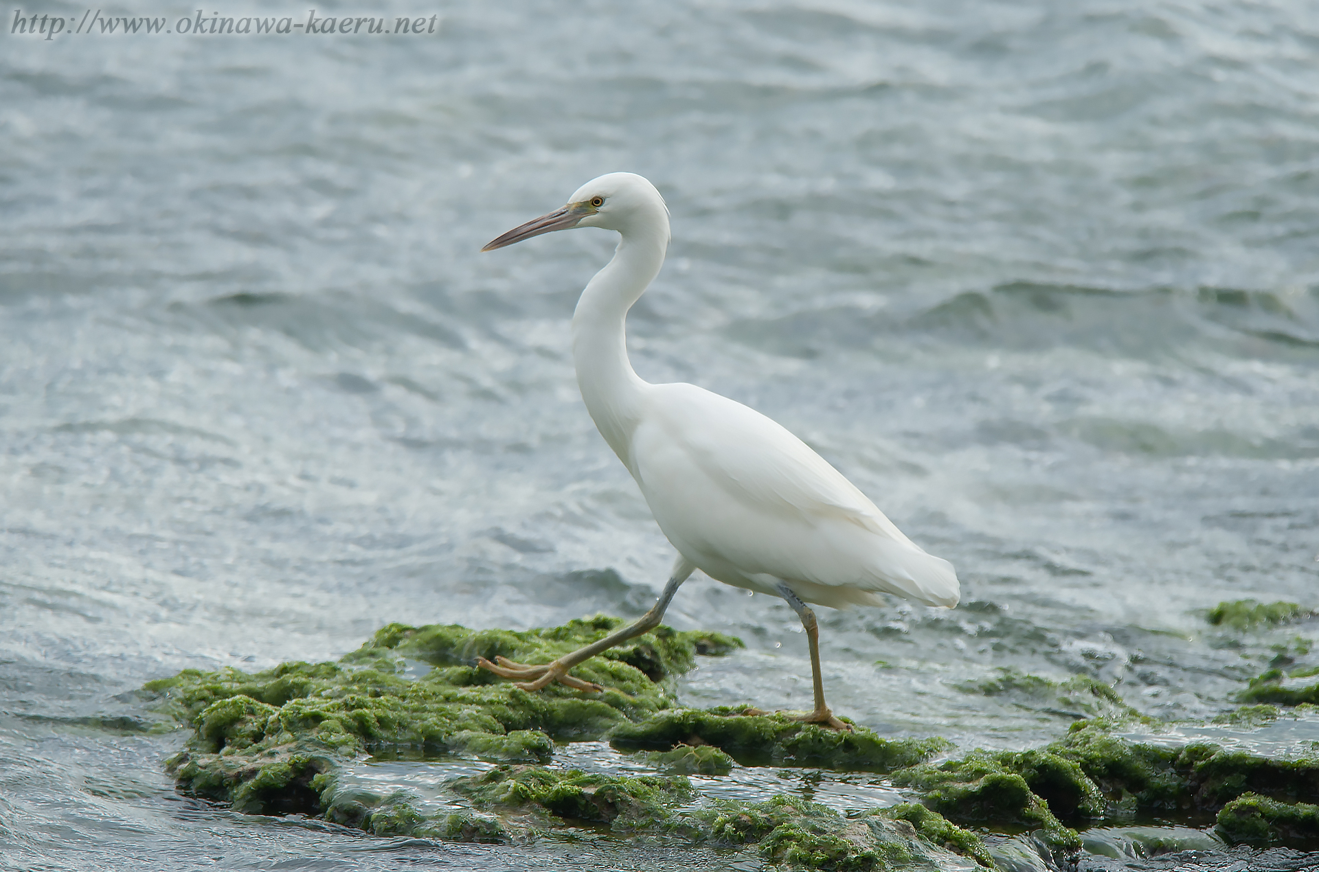 クロサギ Egretta sacra