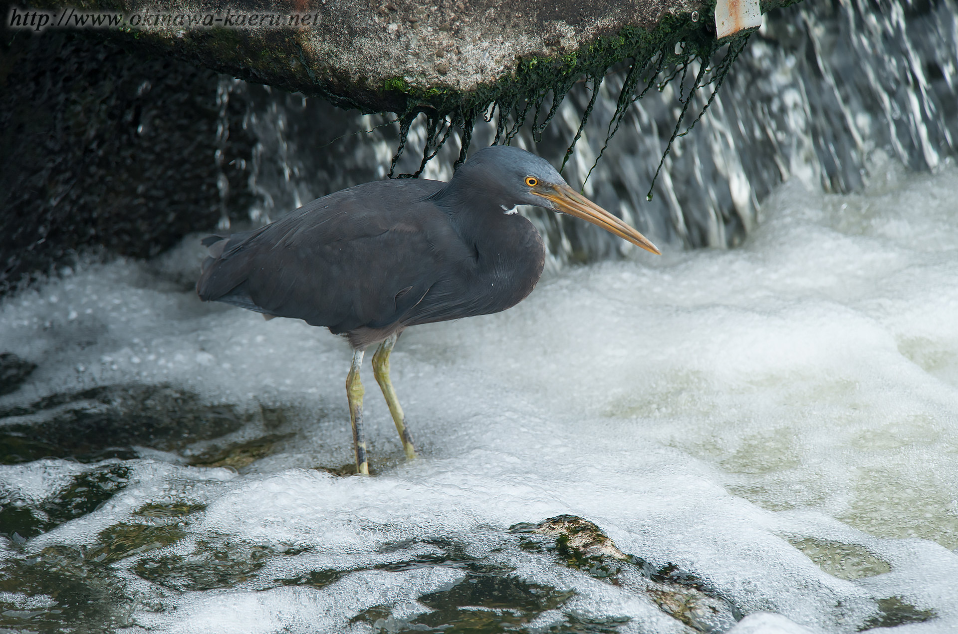 クロサギ Egretta sacra