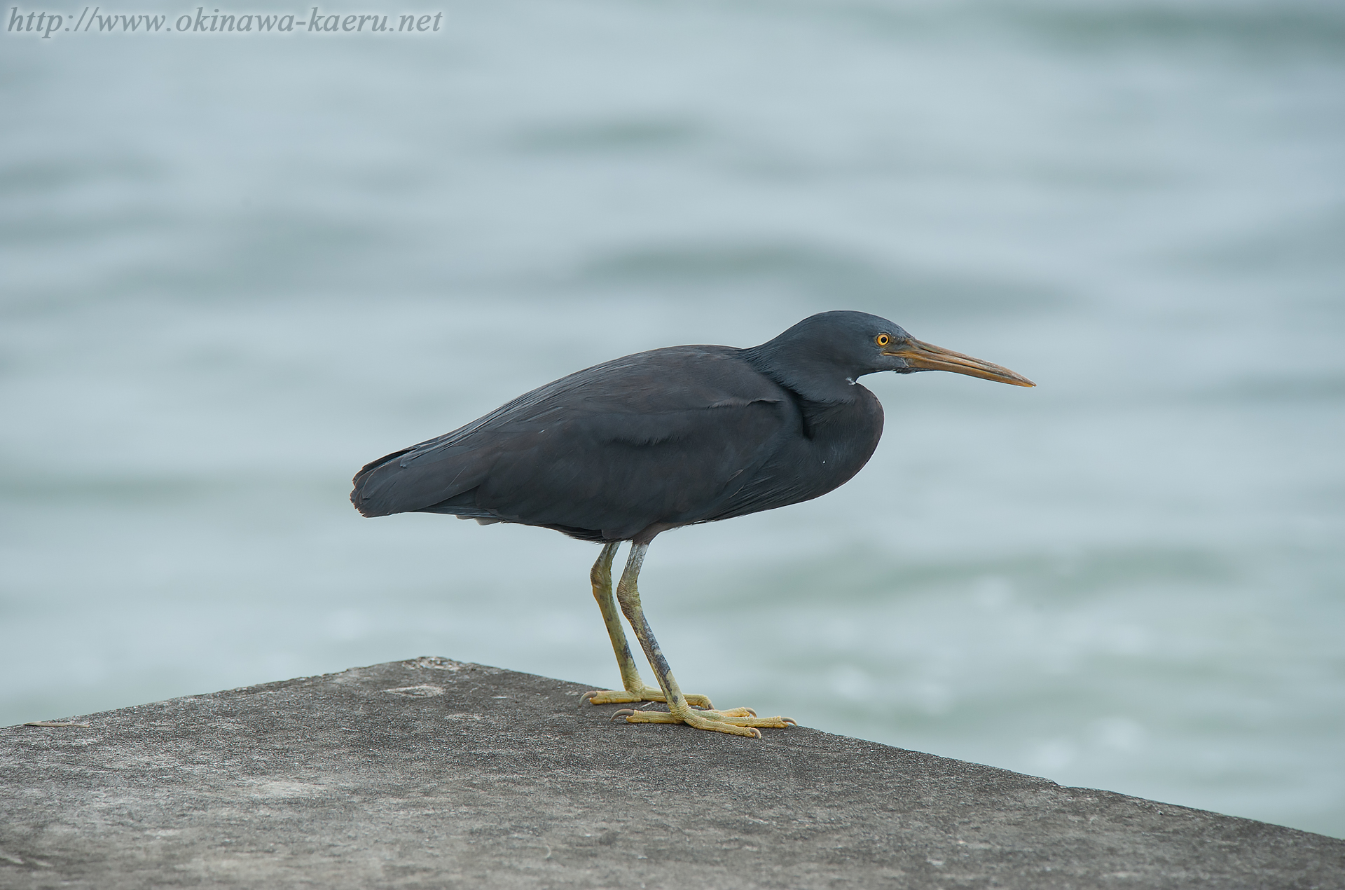 クロサギ Egretta sacra