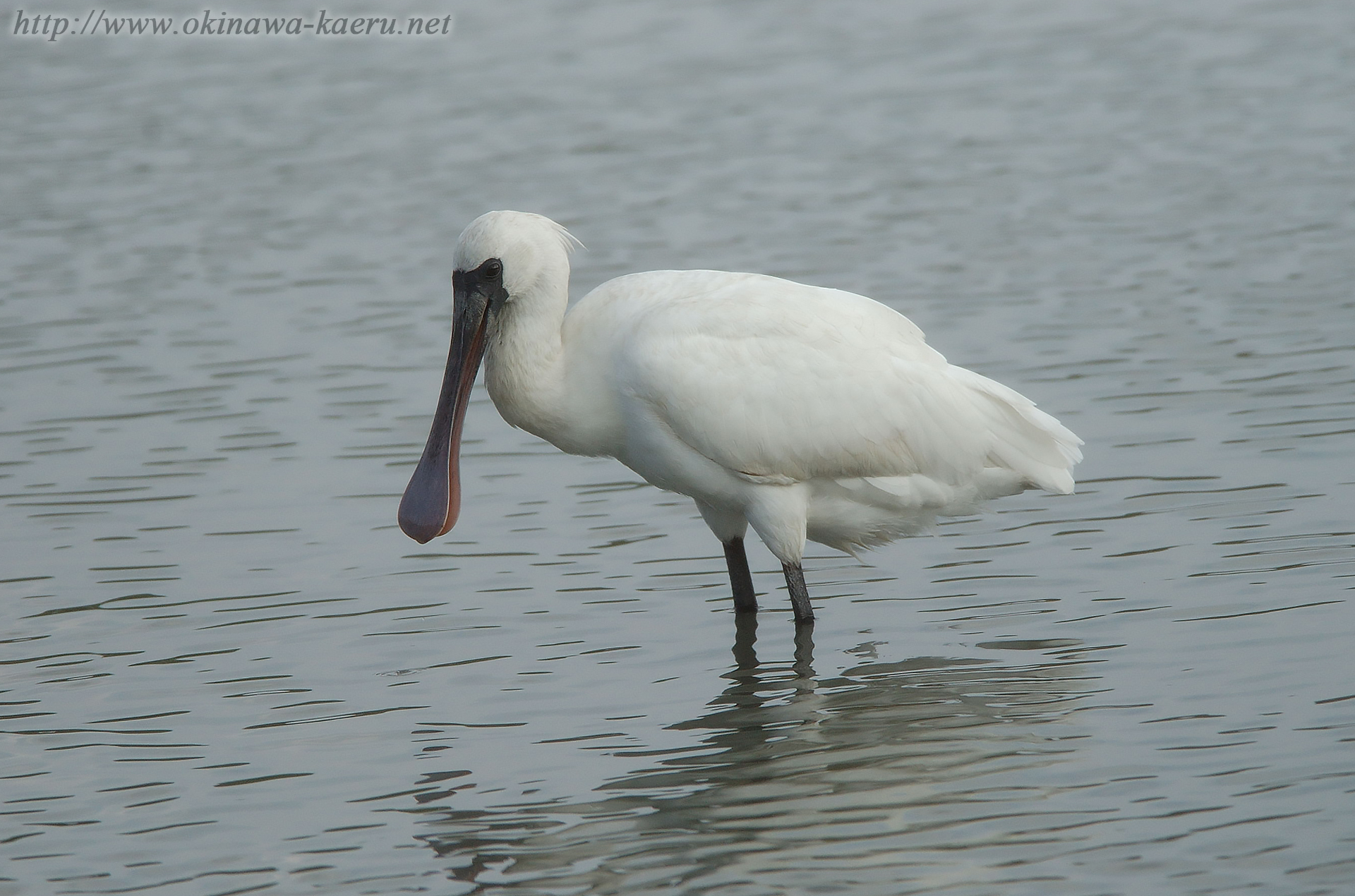 クロツラヘラサギ Platalea minor