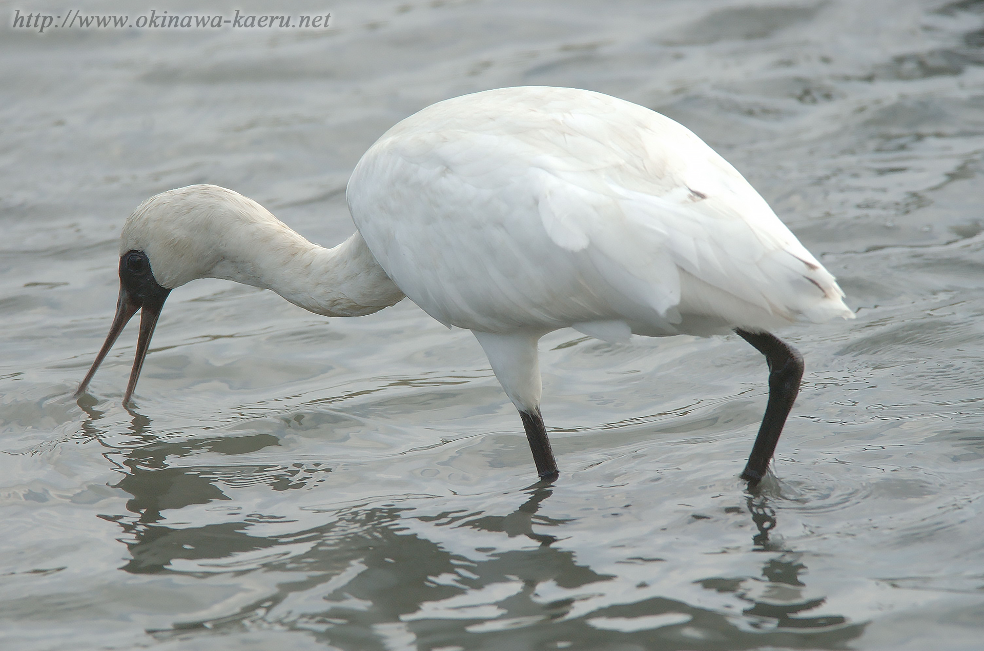 クロツラヘラサギ Platalea minor