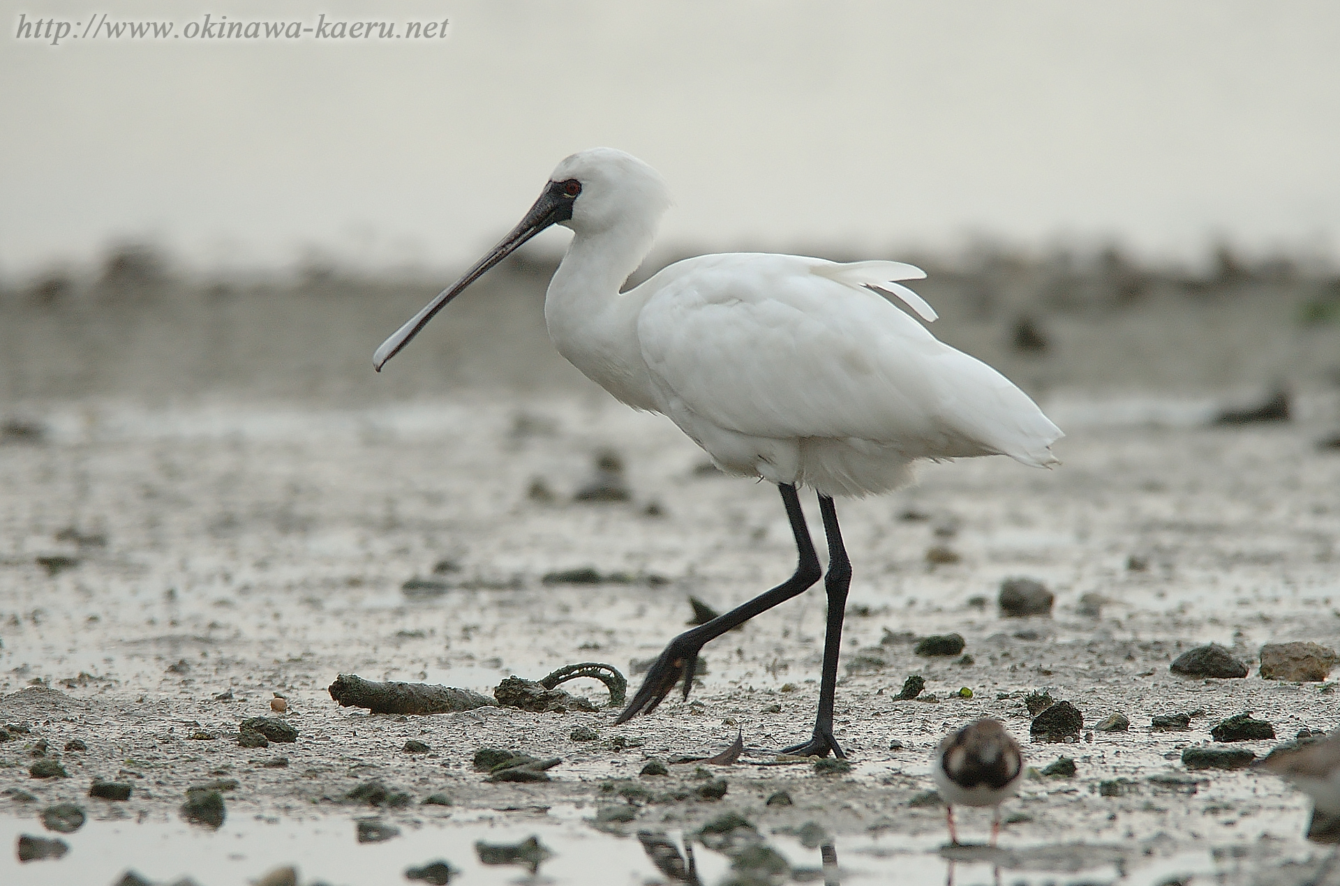 クロツラヘラサギ Platalea minor