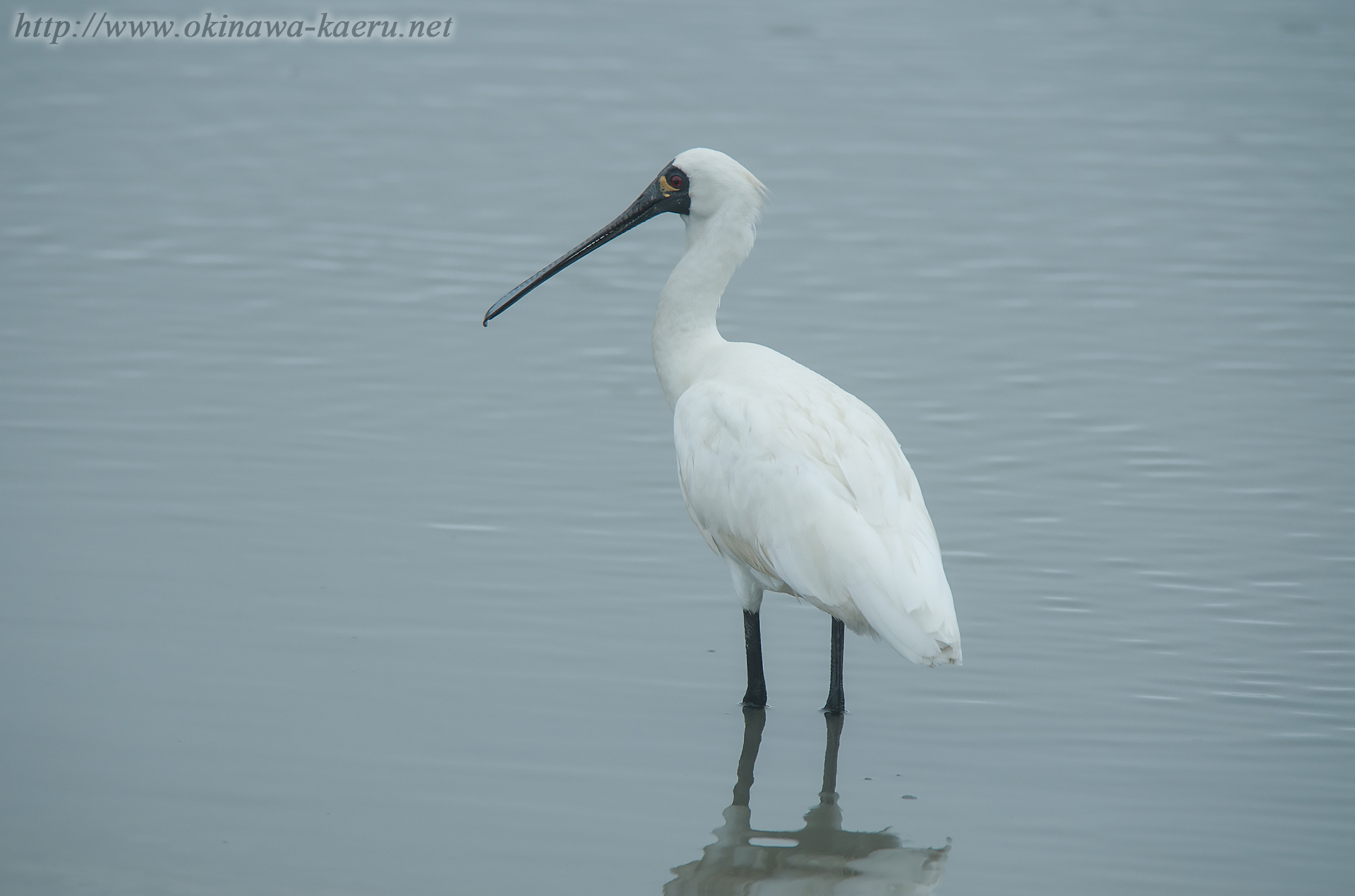 クロツラヘラサギ Platalea minor