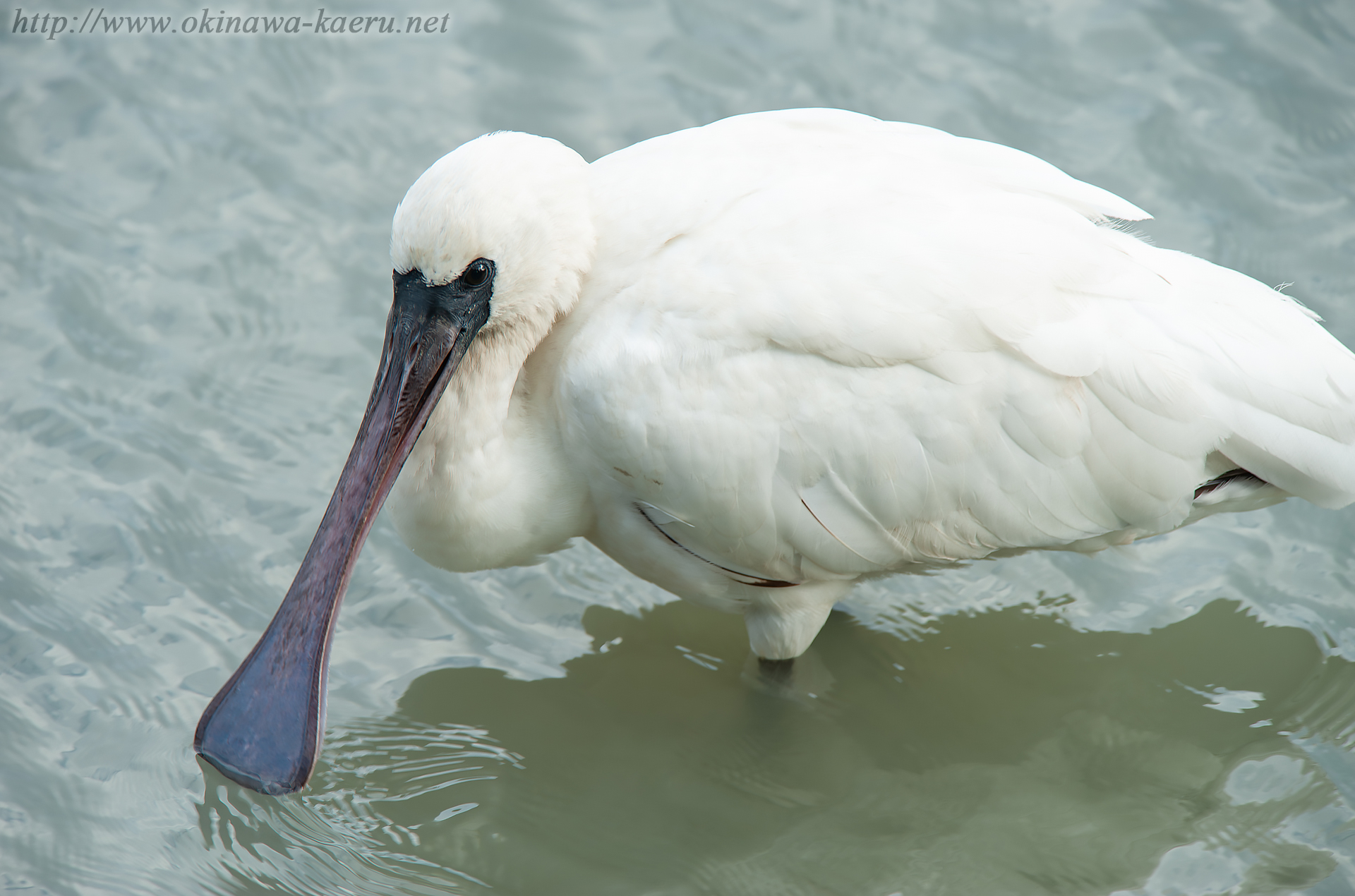 クロツラヘラサギ Platalea minor