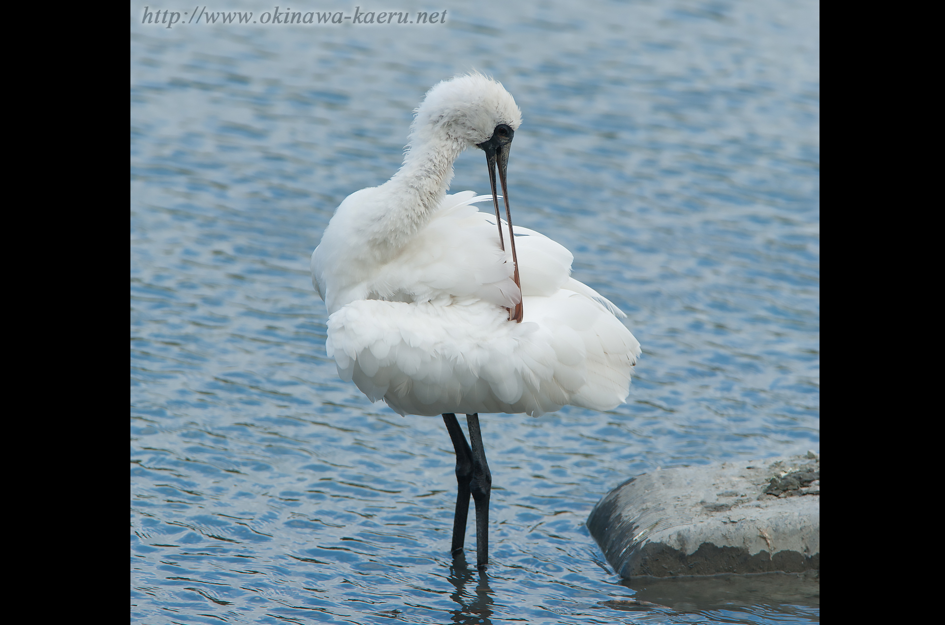 クロツラヘラサギ Platalea minor