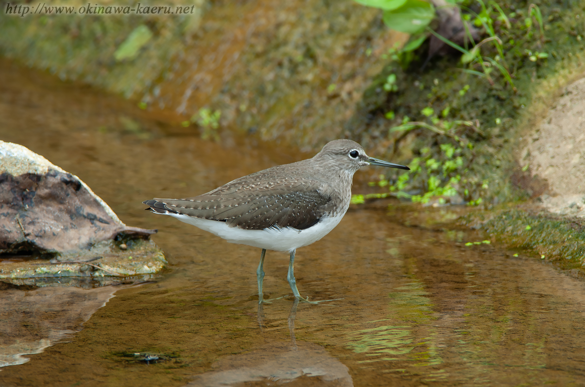 クサシギ Tringa ochropus