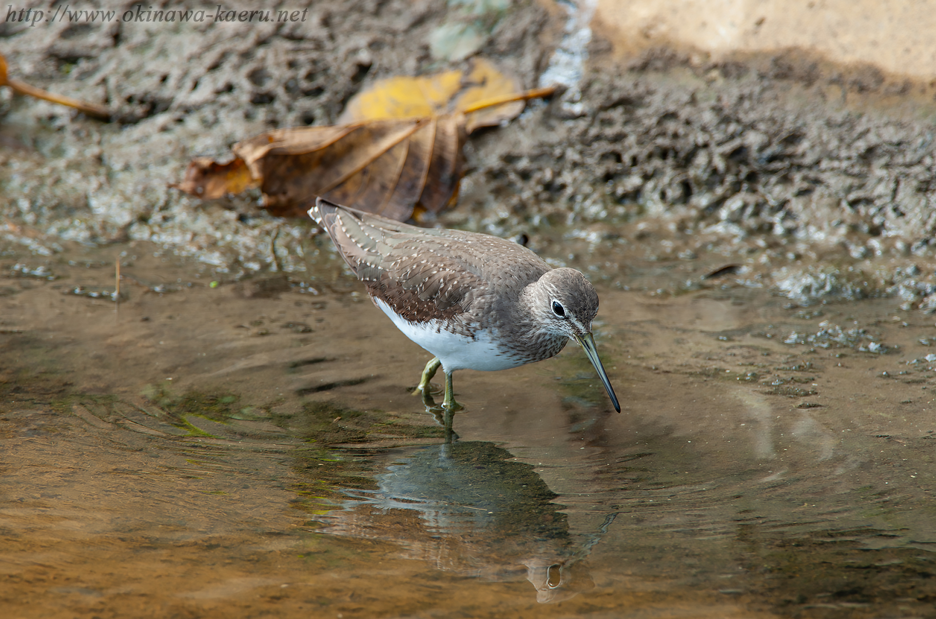 クサシギ Tringa ochropus