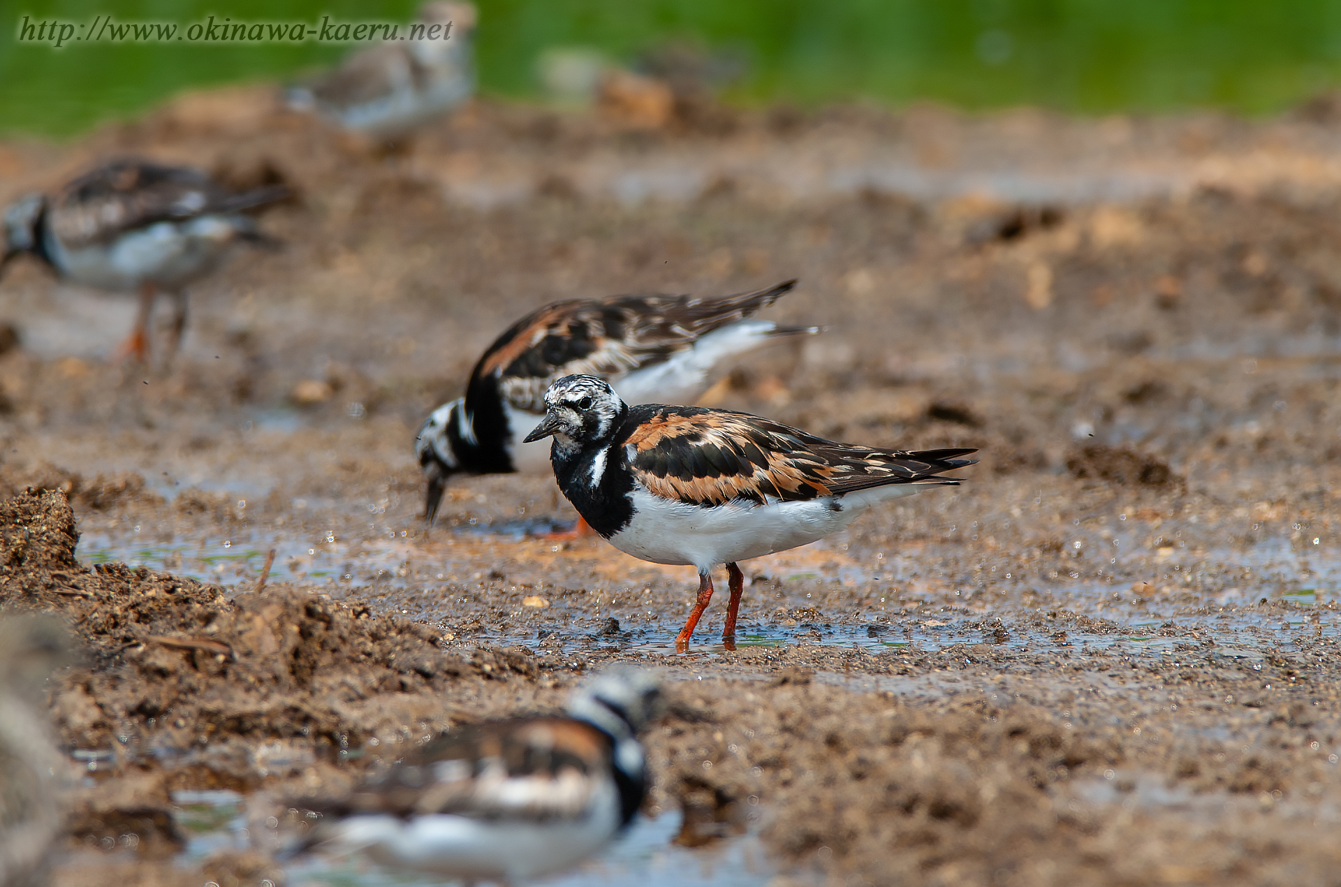 キョウジョシギ Arenaria interpres