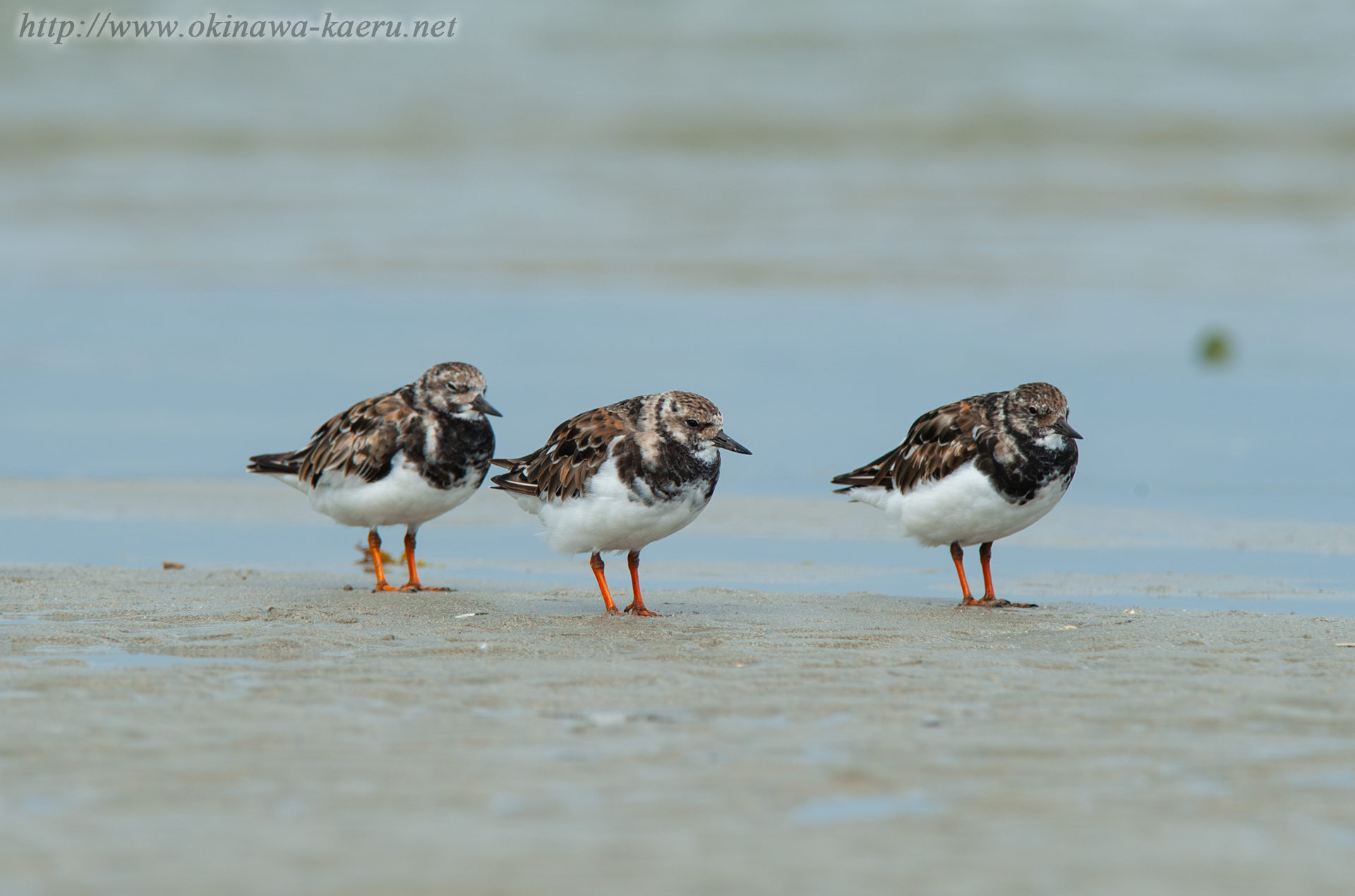 キョウジョシギ Arenaria interpres