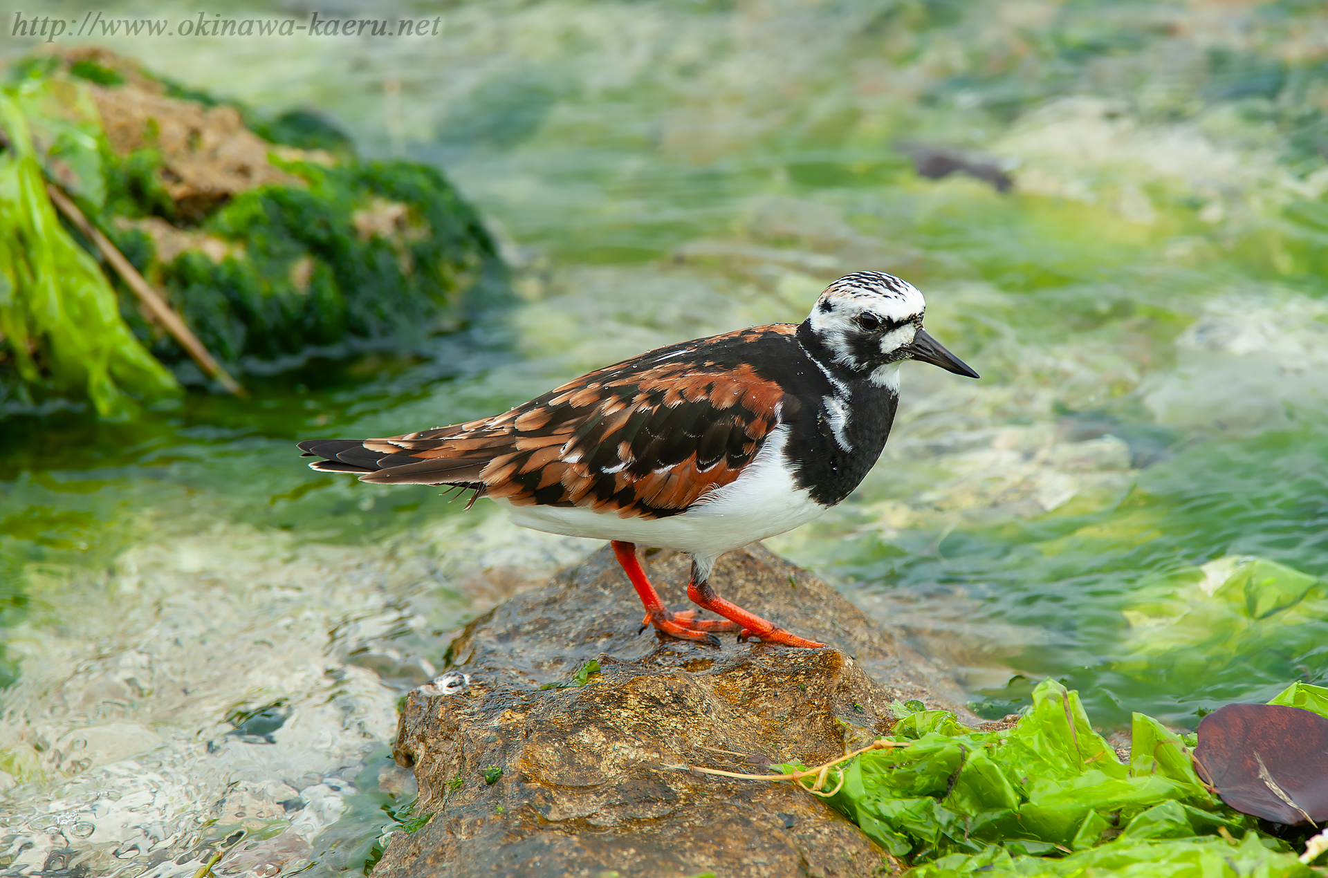 キョウジョシギ Arenaria interpres