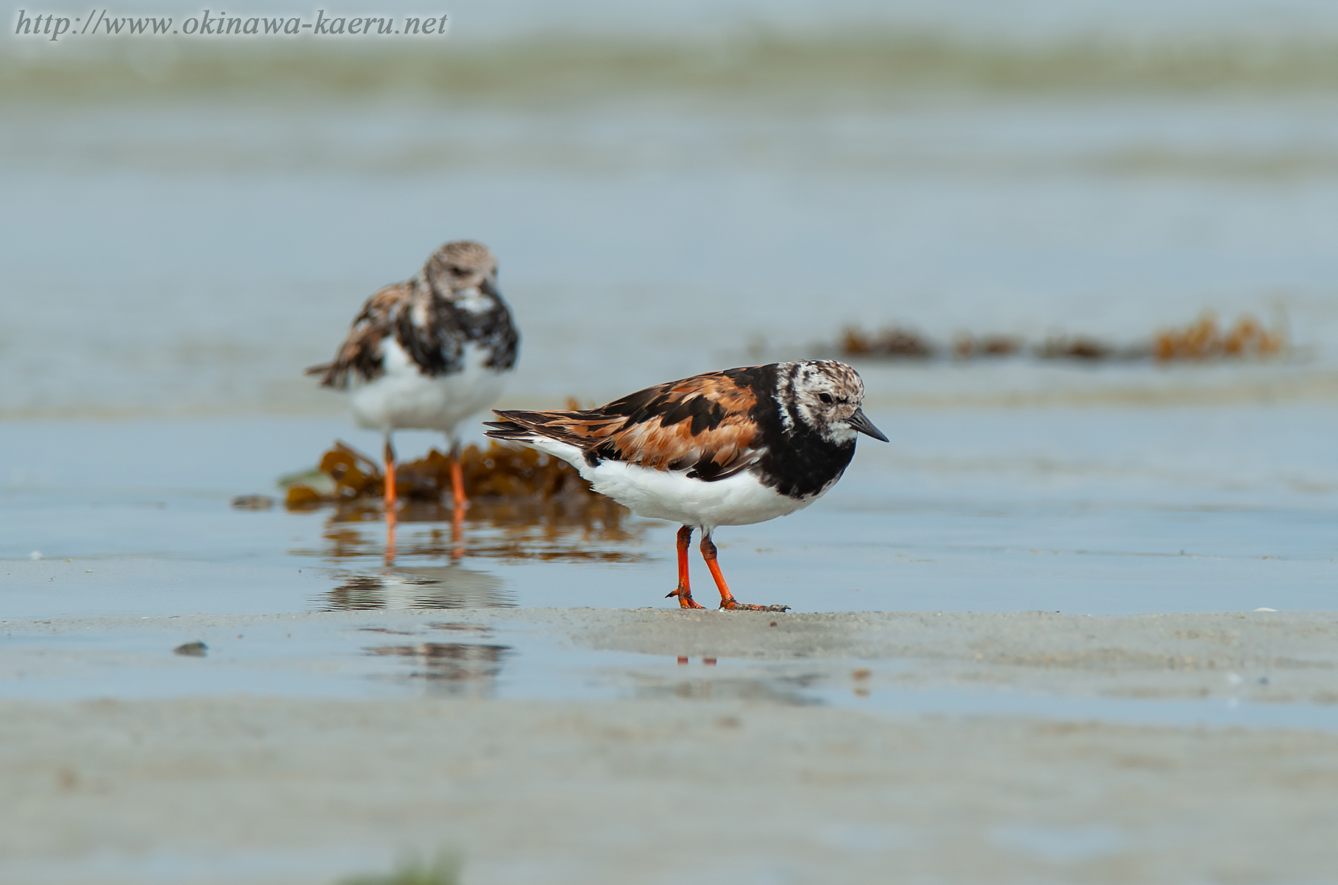 キョウジョシギ Arenaria interpres