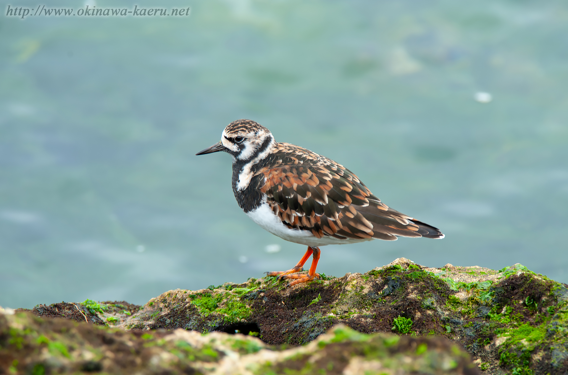 キョウジョシギ Arenaria interpres