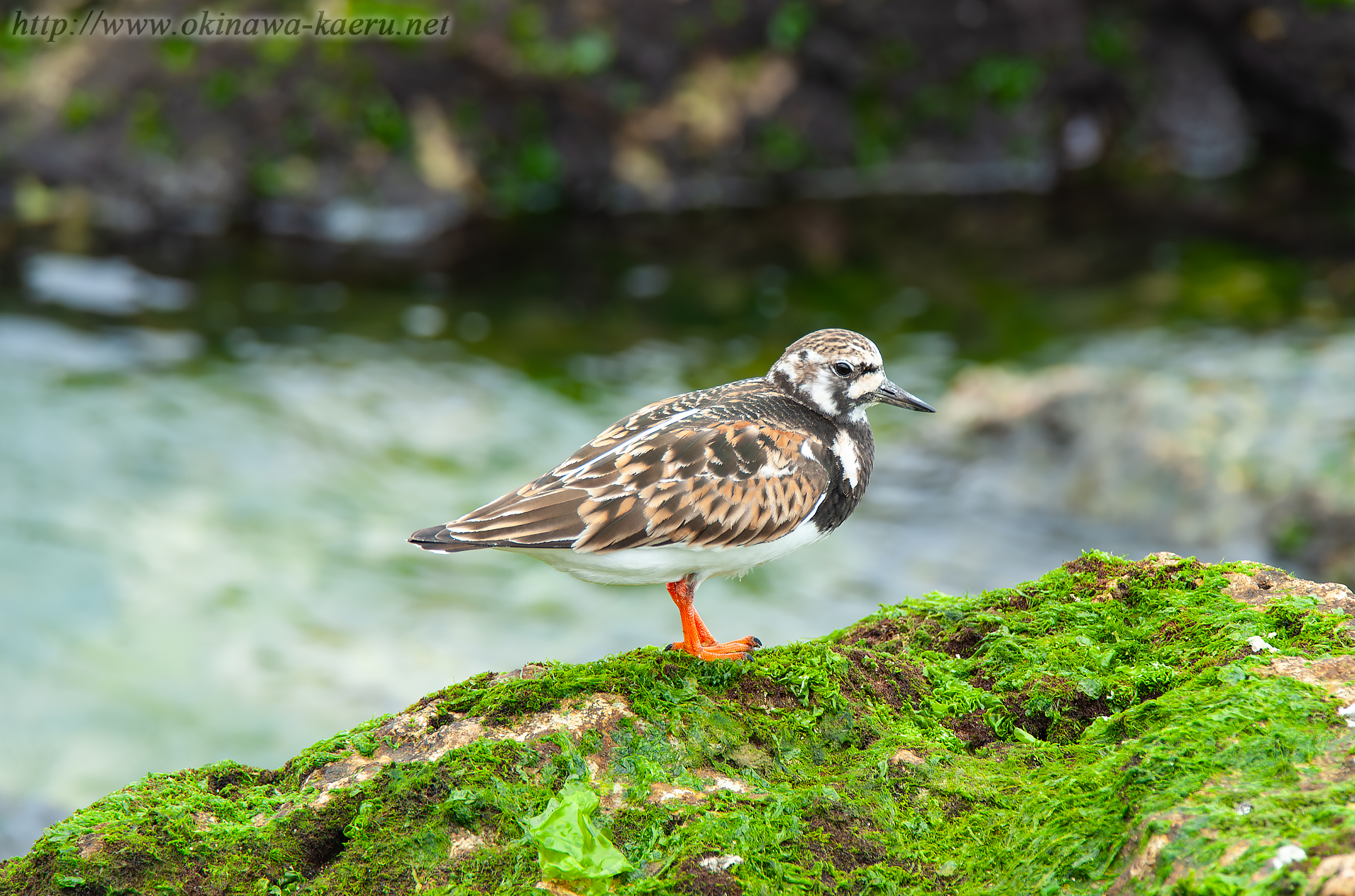 キョウジョシギ Arenaria interpres