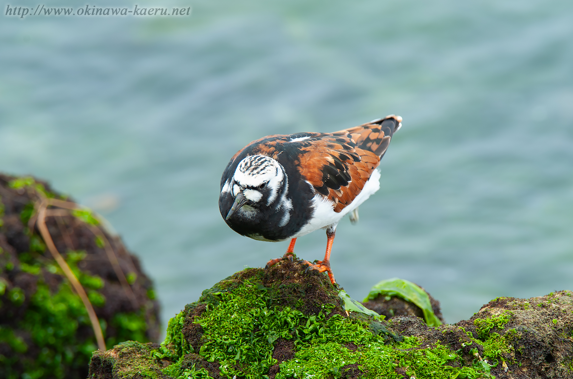 キョウジョシギ Arenaria interpres