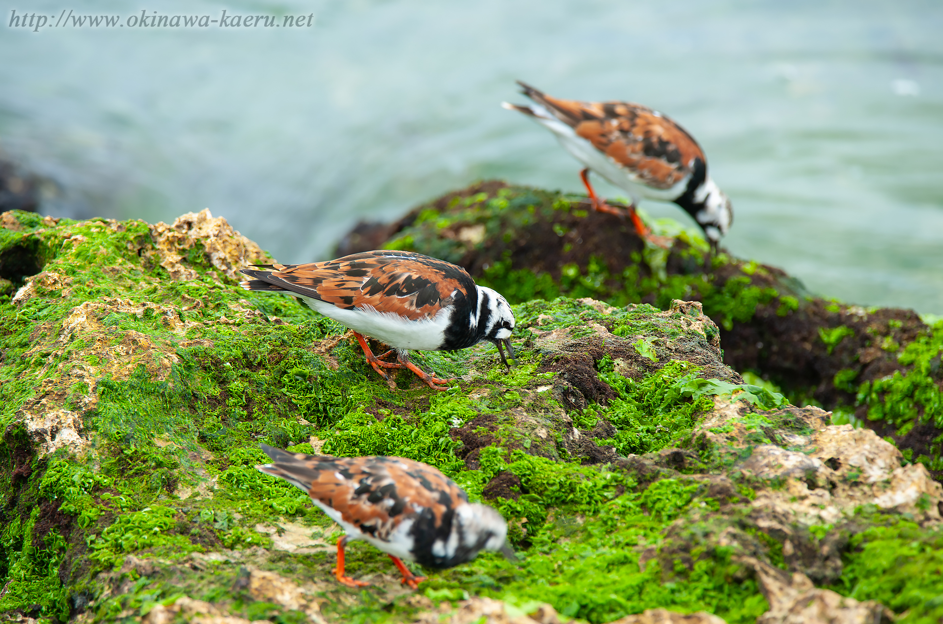 キョウジョシギ Arenaria interpres