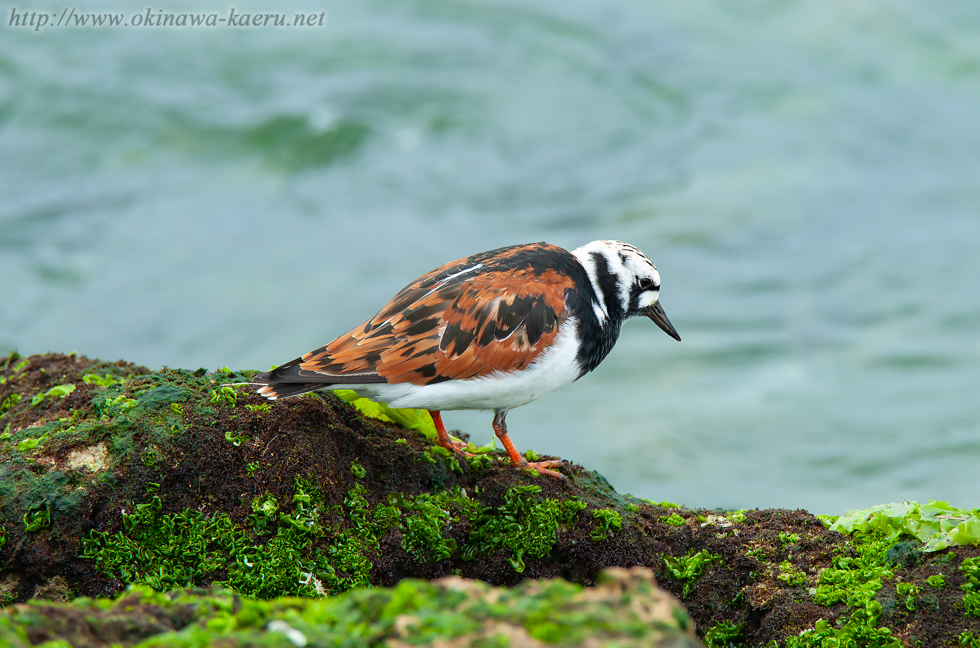 キョウジョシギ Arenaria interpres