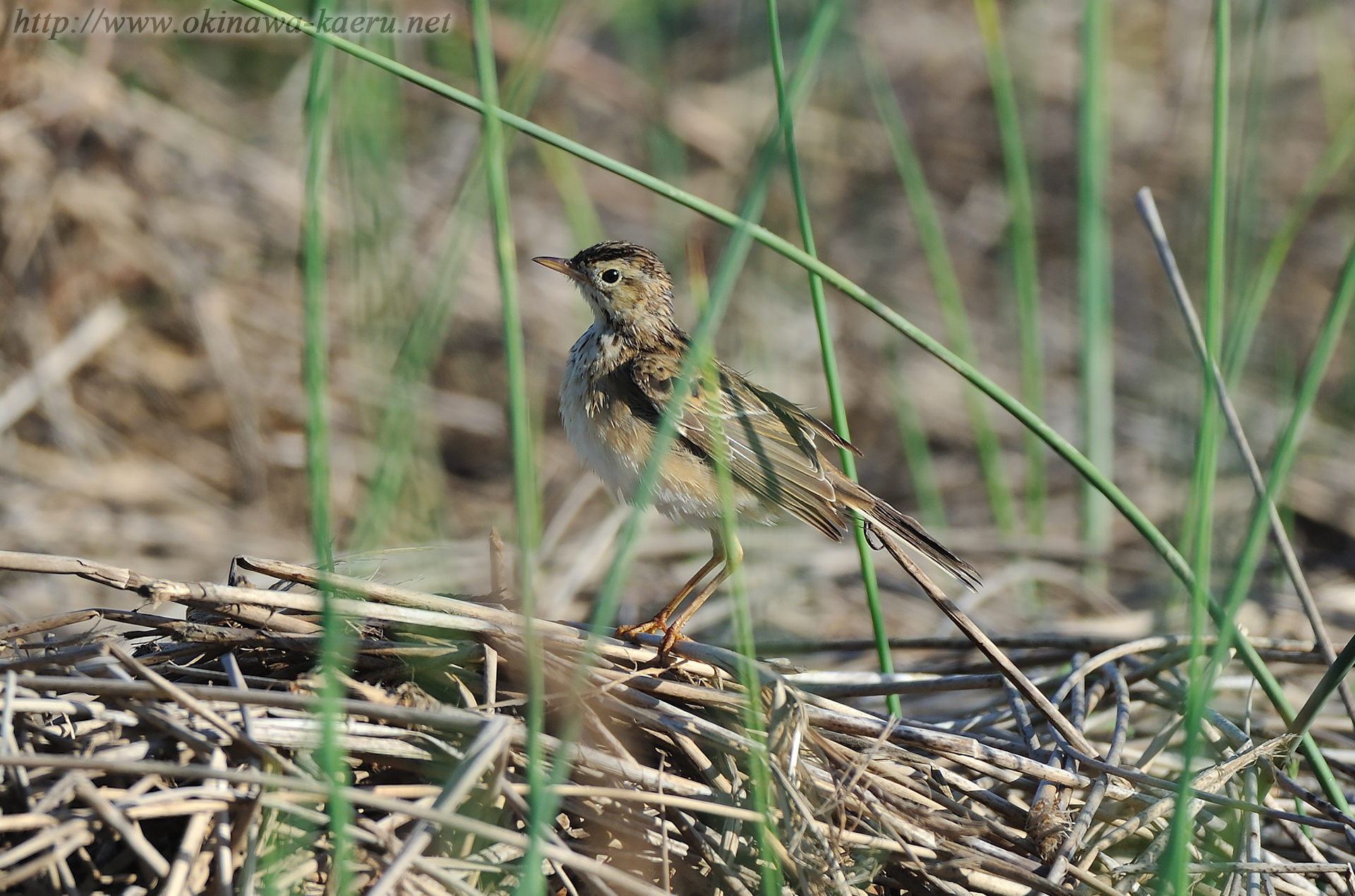 マミジロタヒバリ Anthus richardi