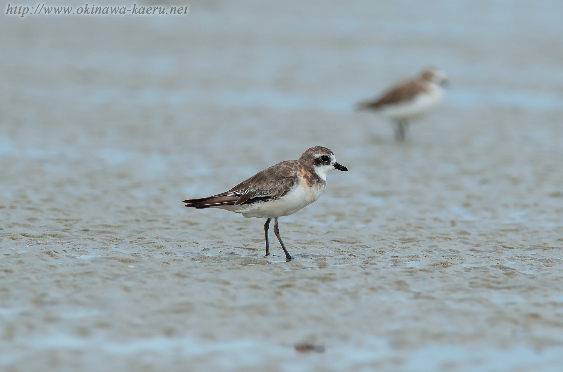 メダイチドリ Charadrius mongolus