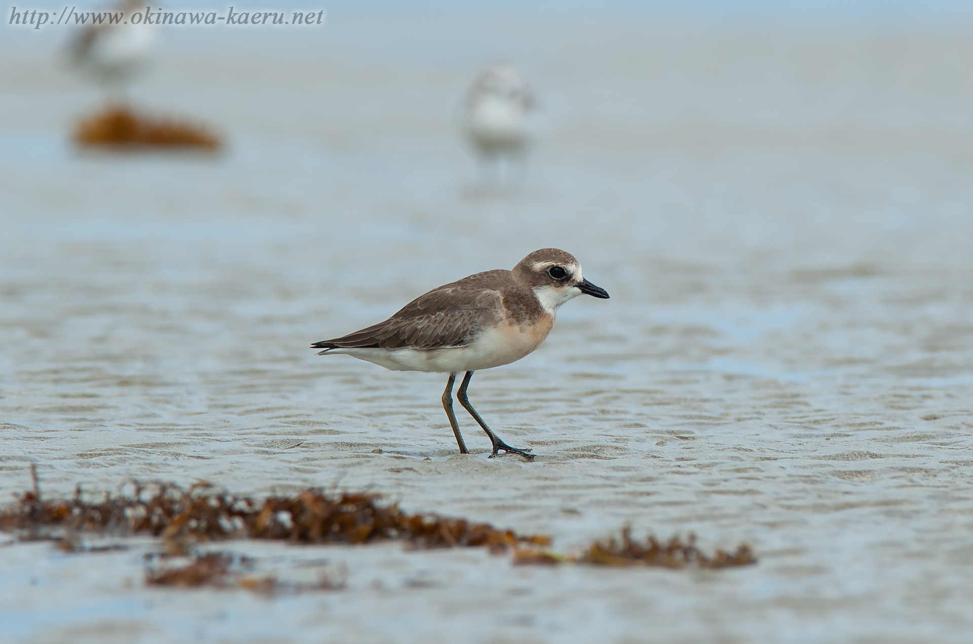 メダイチドリ Charadrius mongolus