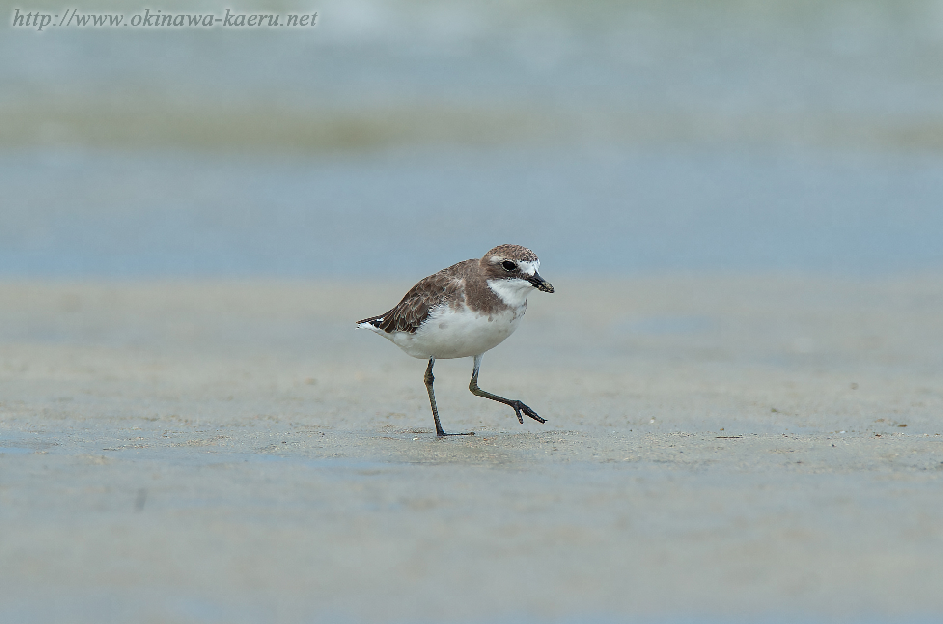 メダイチドリ Charadrius mongolus