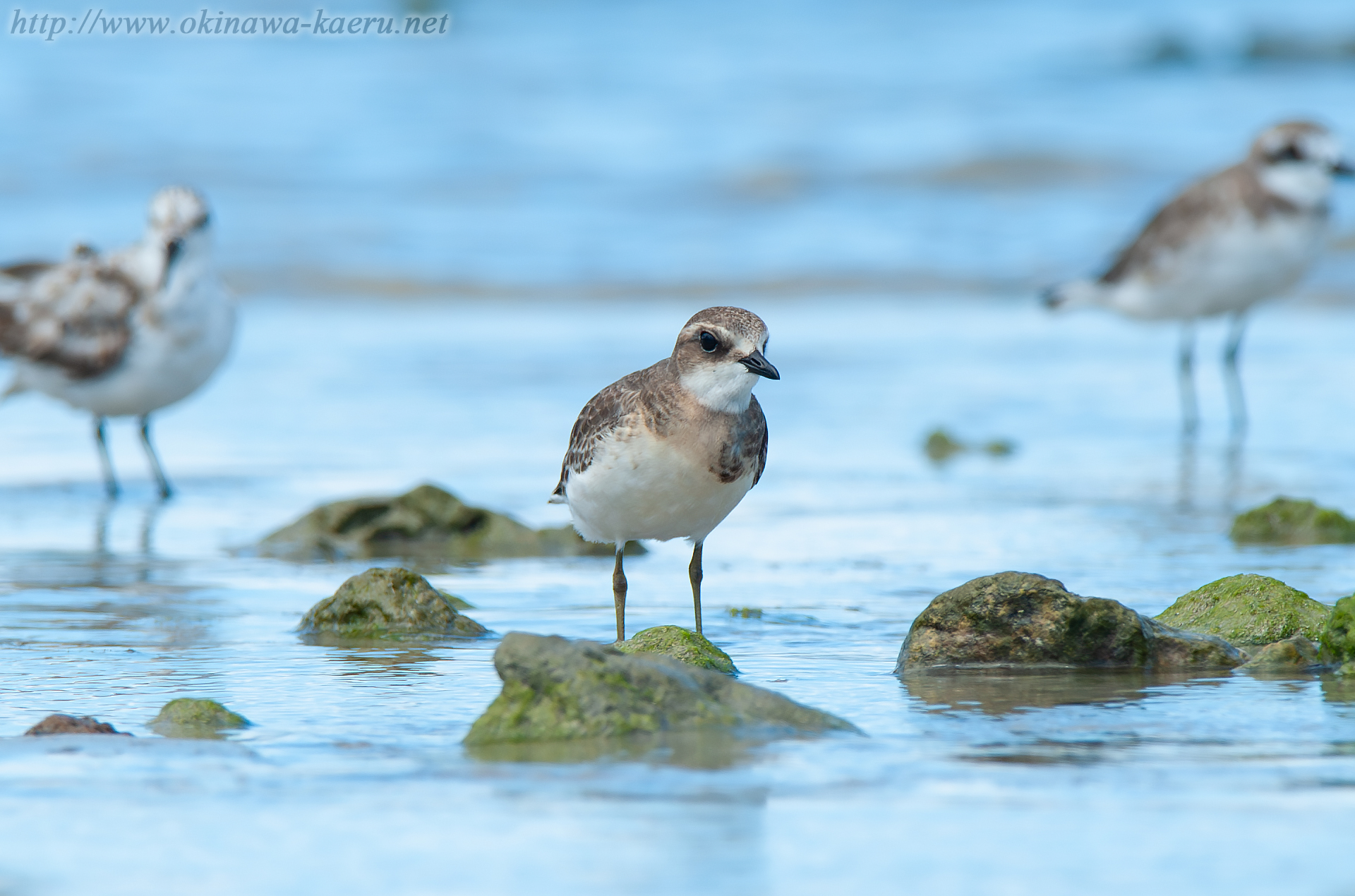 メダイチドリ Charadrius mongolus