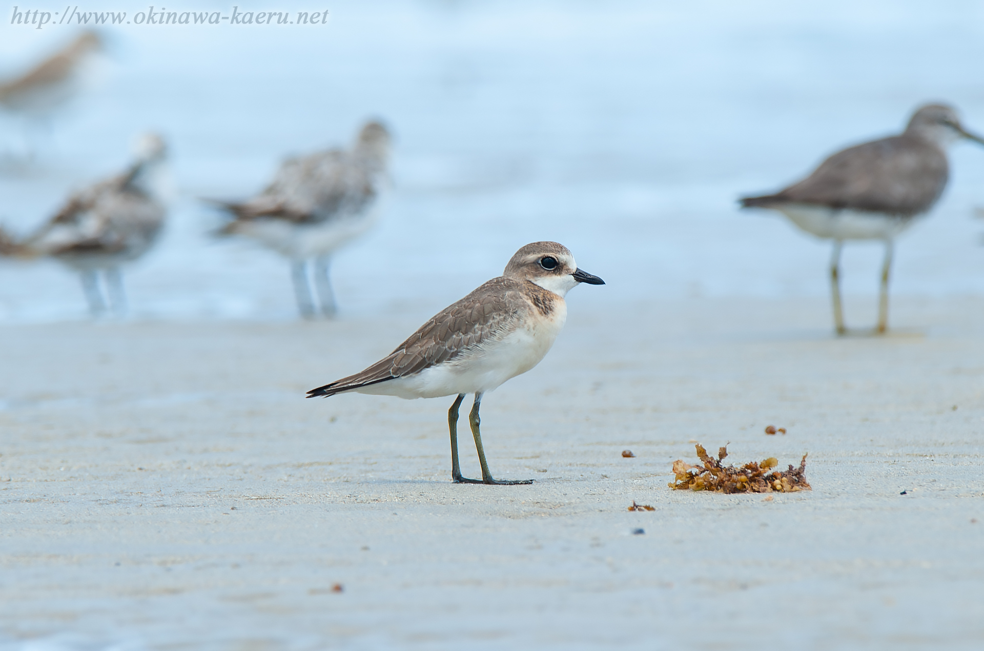 メダイチドリ Charadrius mongolus