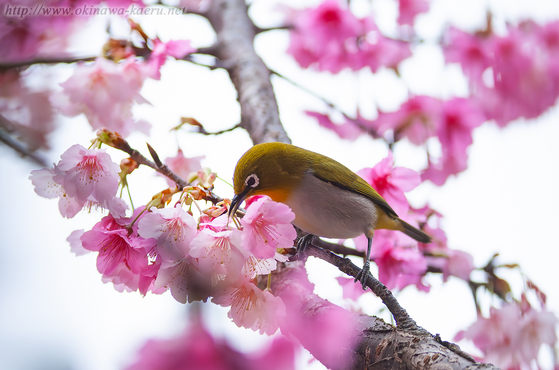 メジロ Zosterops japonicus