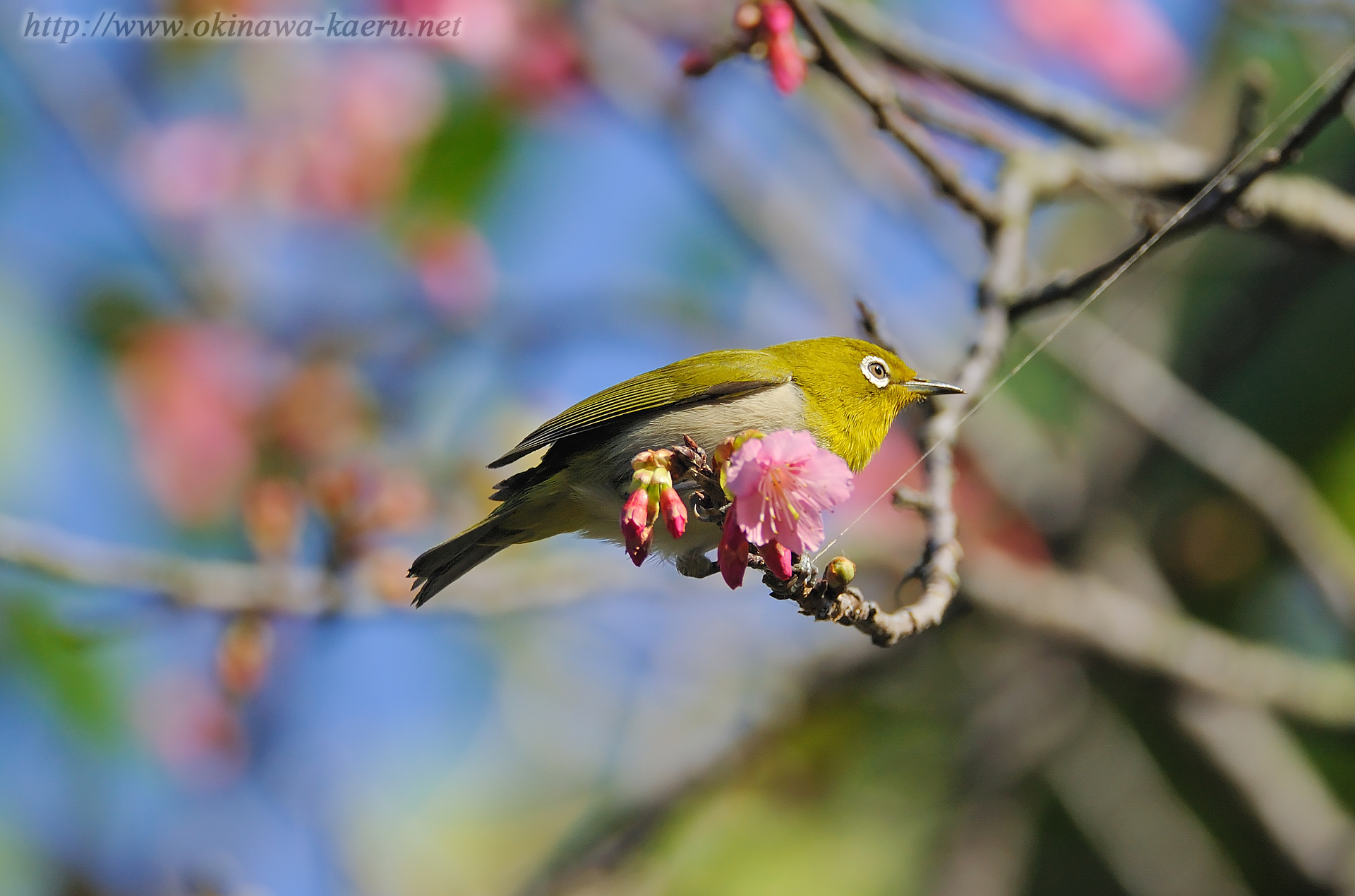 メジロ Zosterops japonicus