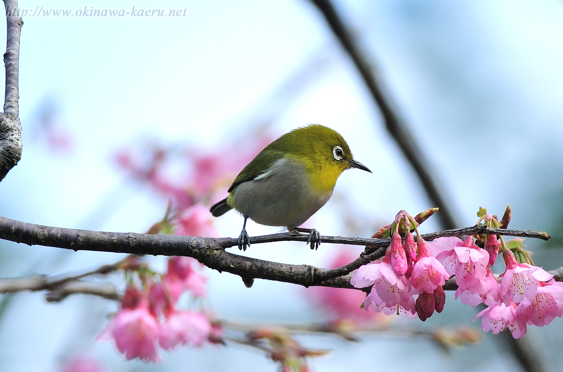 メジロ Zosterops japonicus