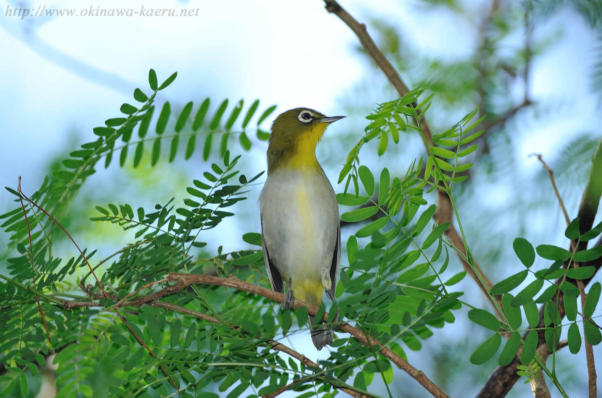 メジロ Zosterops japonicus