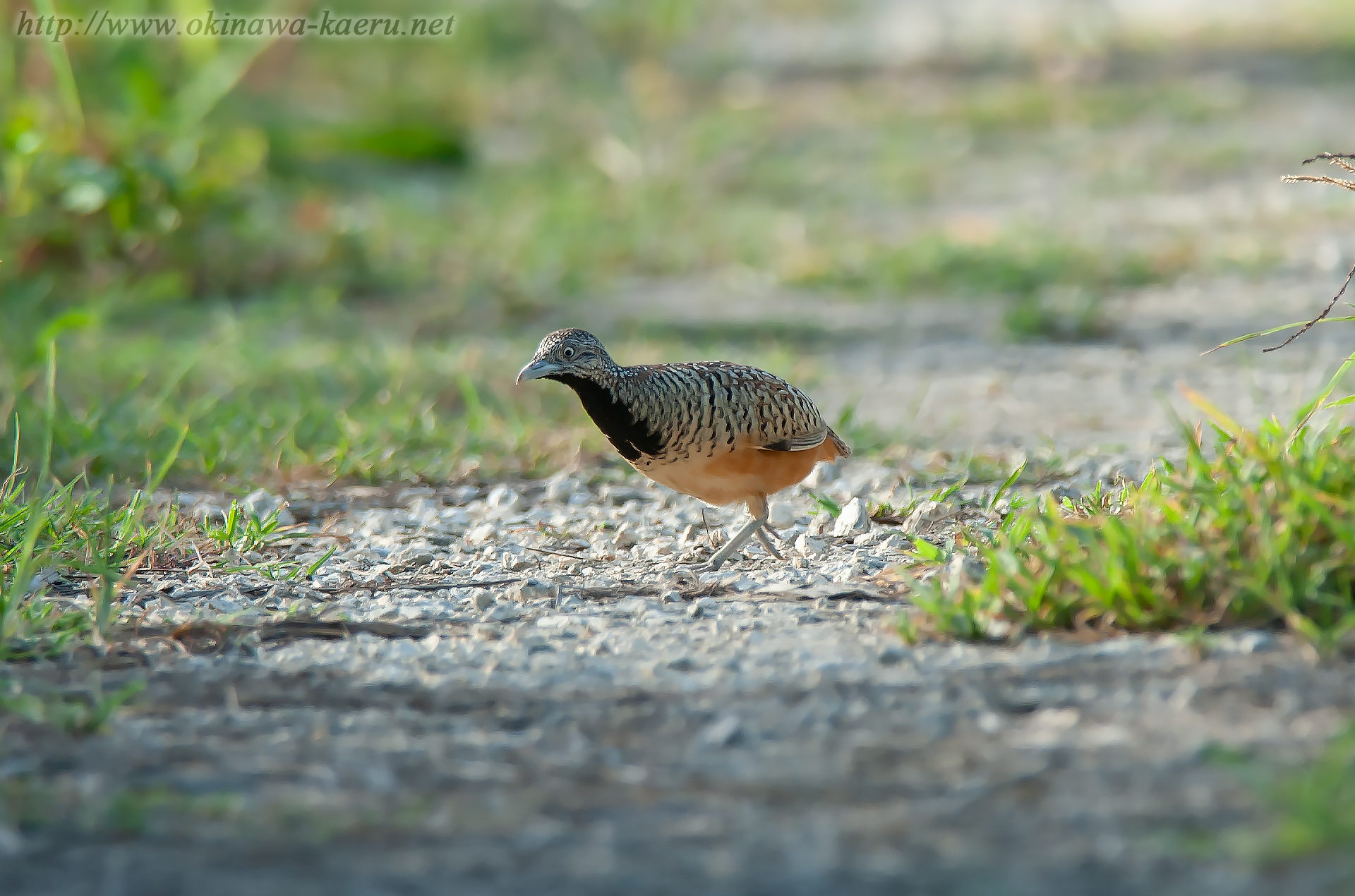 ミフウズラ Turnix suscitator Barred Buttonquail