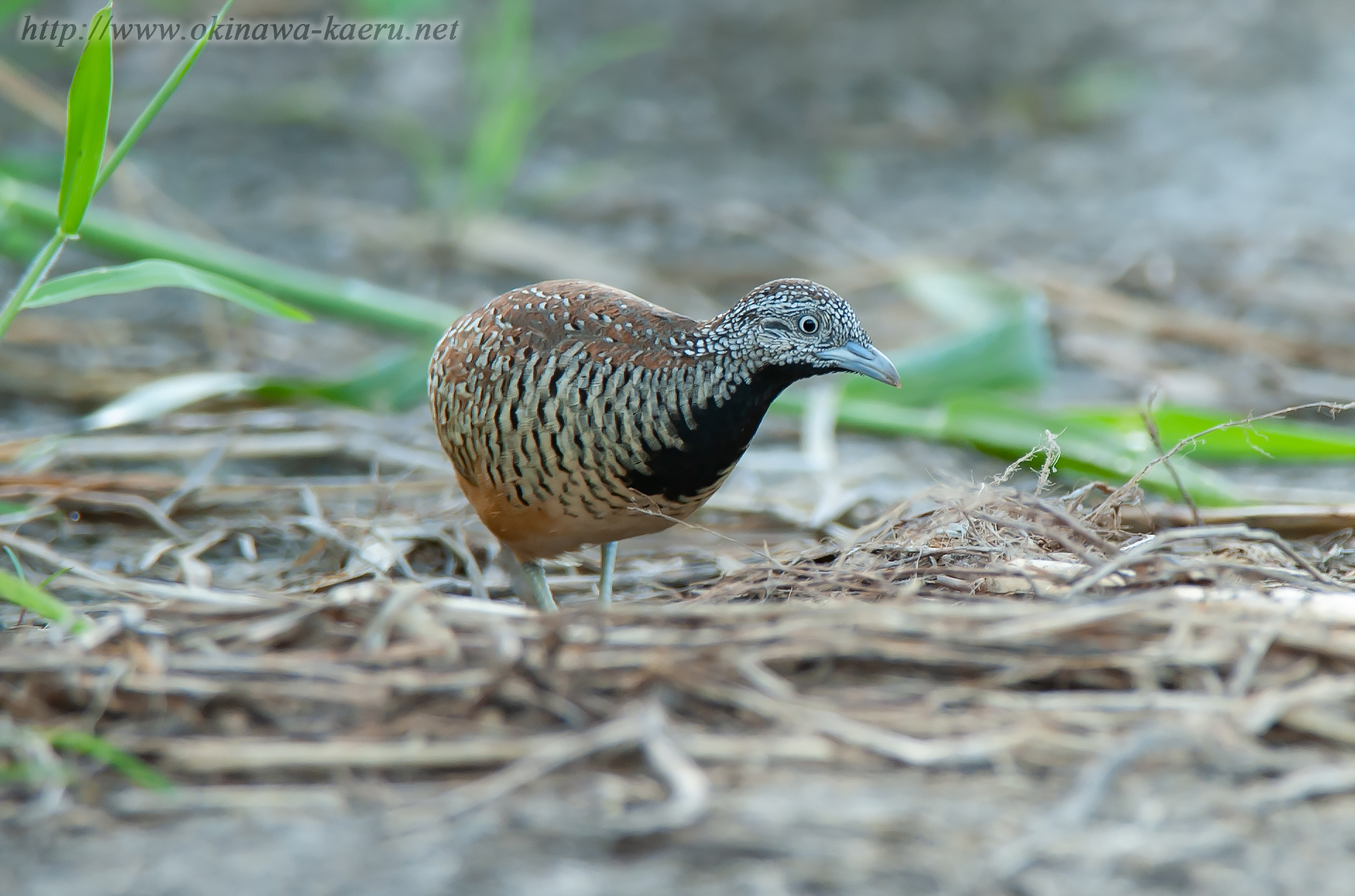 ミフウズラ Turnix suscitator Barred Buttonquail