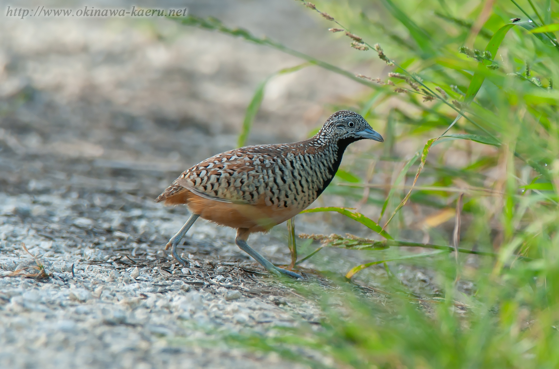 ミフウズラ Turnix suscitator Barred Buttonquail