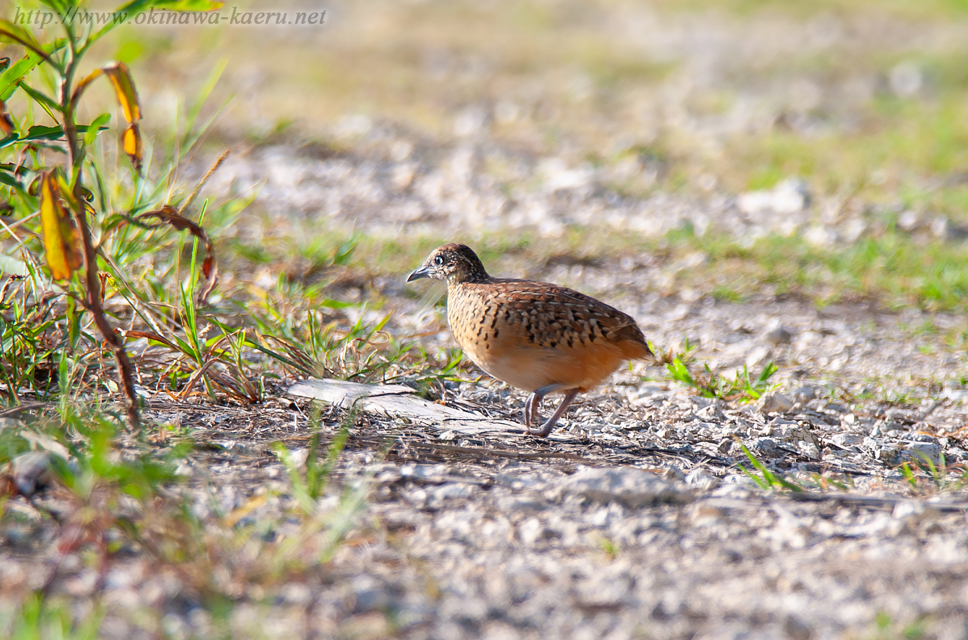 ミフウズラ Turnix suscitator Barred Buttonquail