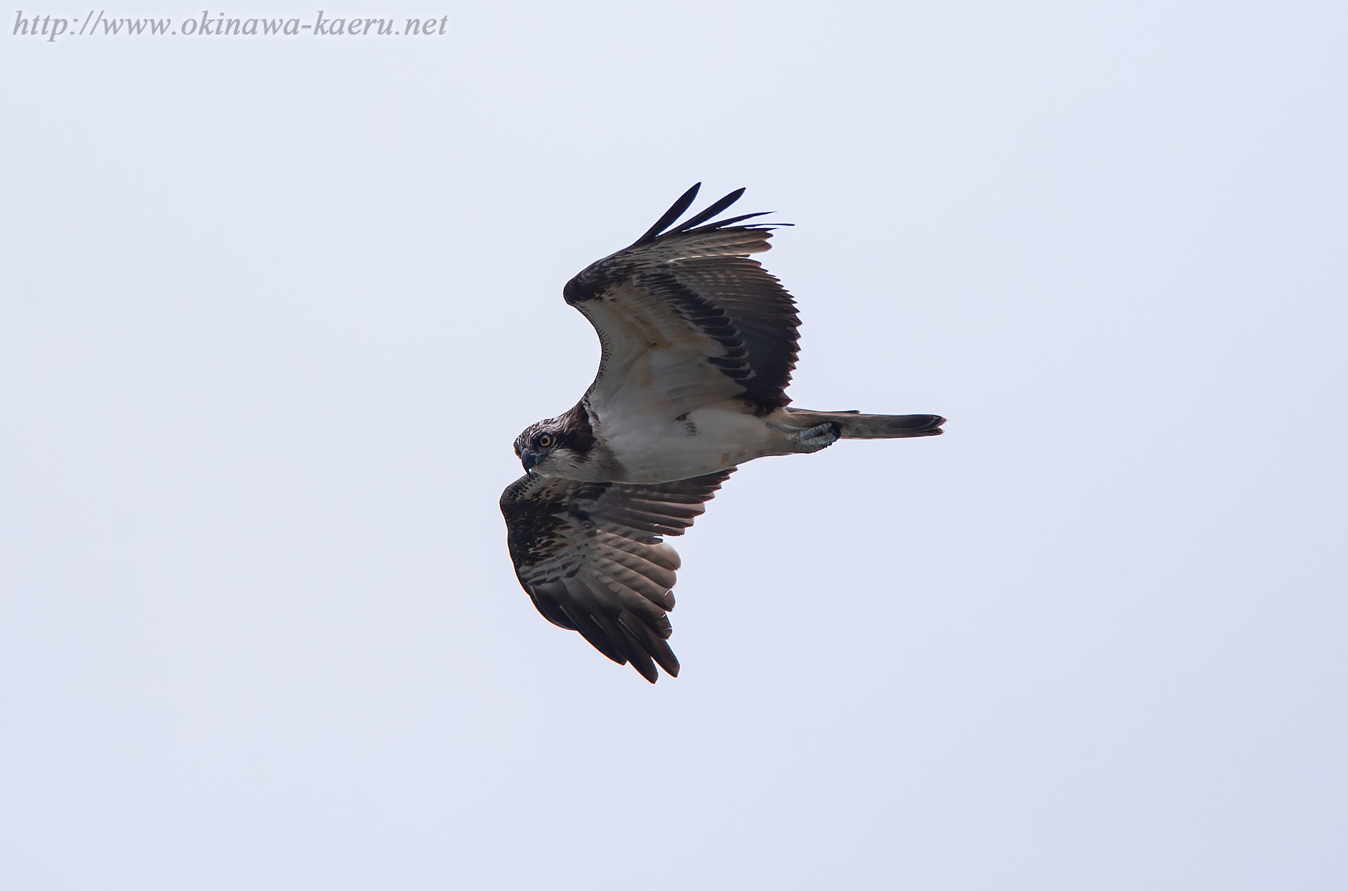 ミサゴ Pandion haliaetus