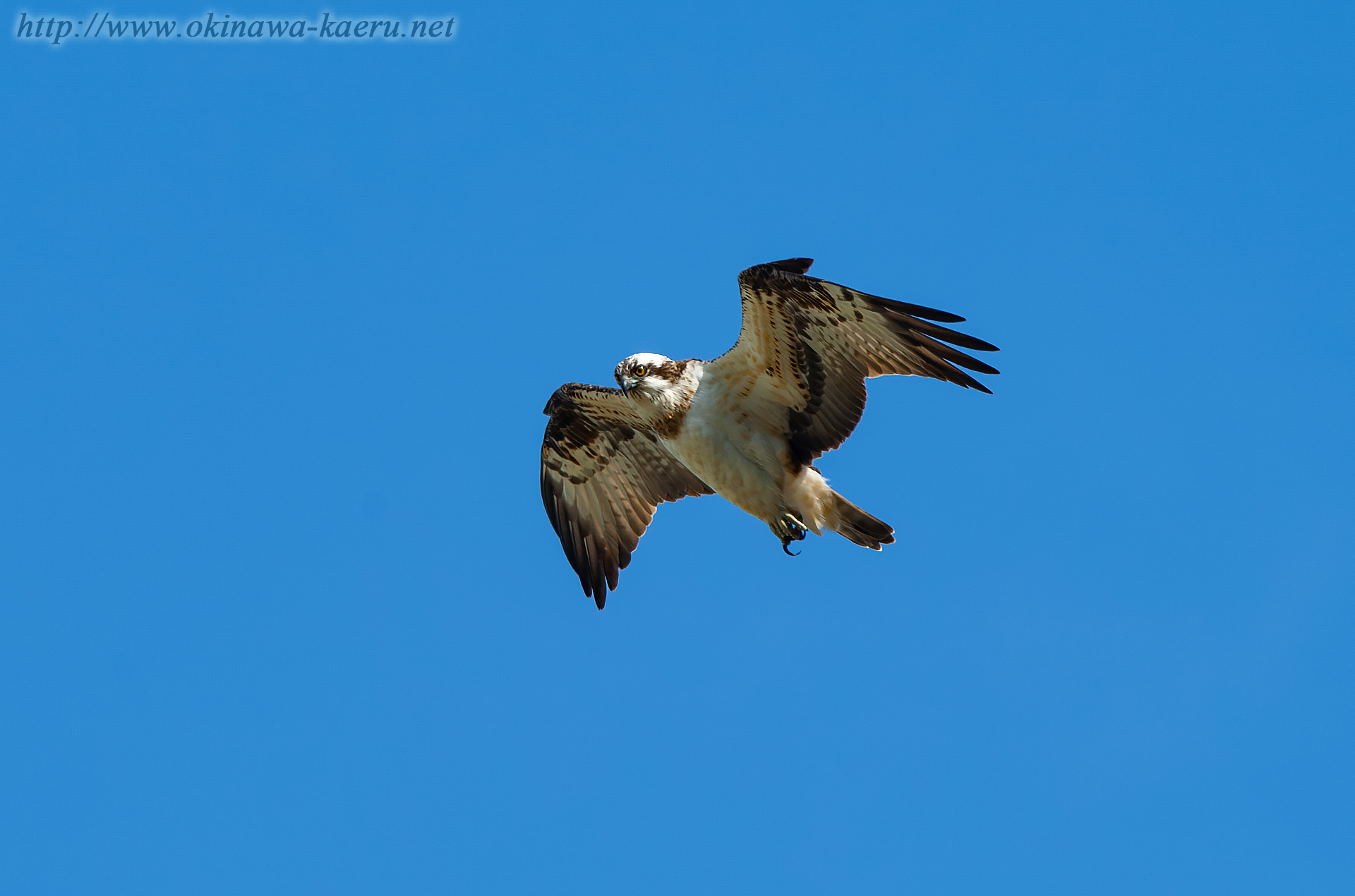 ミサゴ Pandion haliaetus