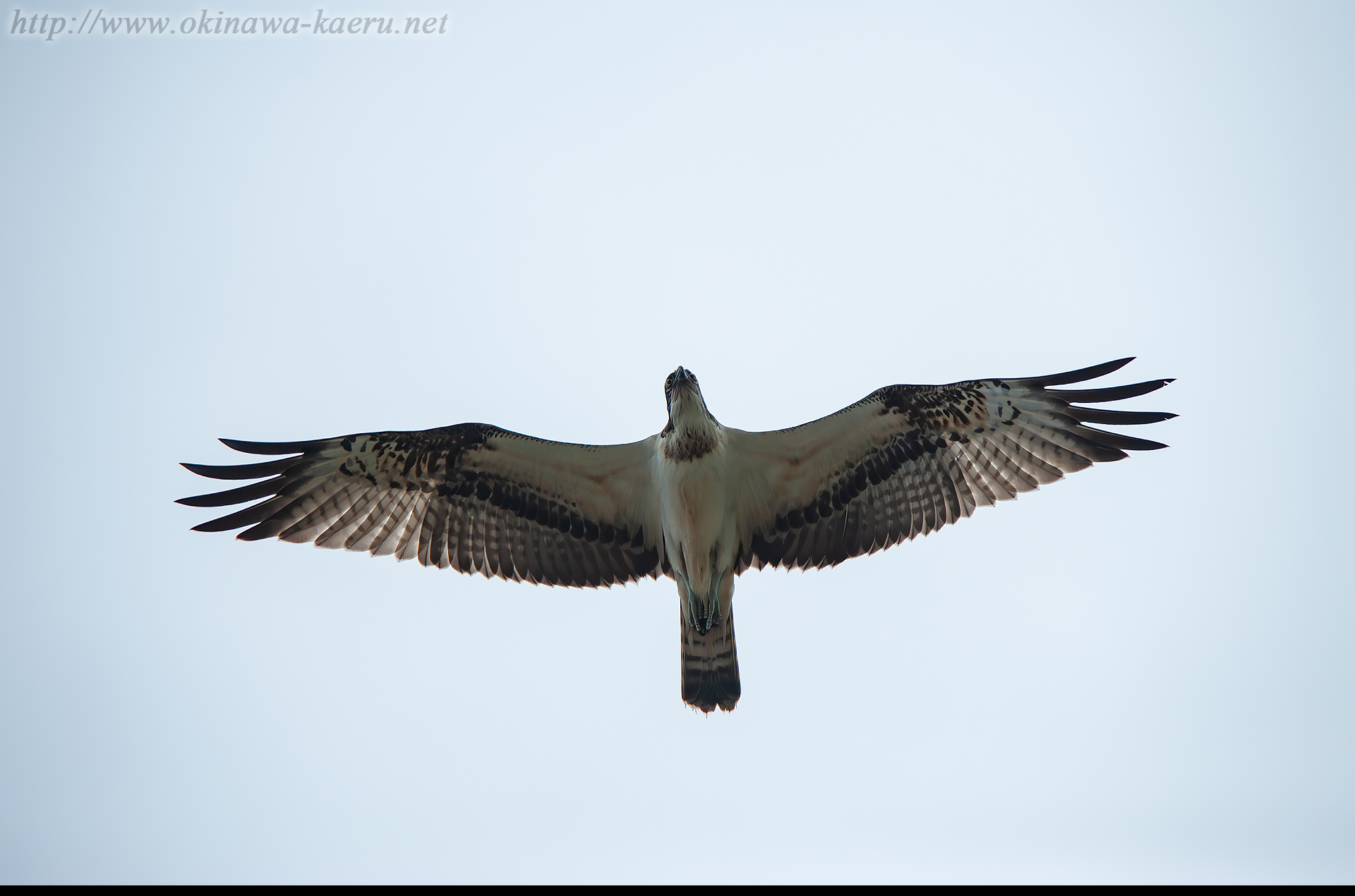 ミサゴ Pandion haliaetus