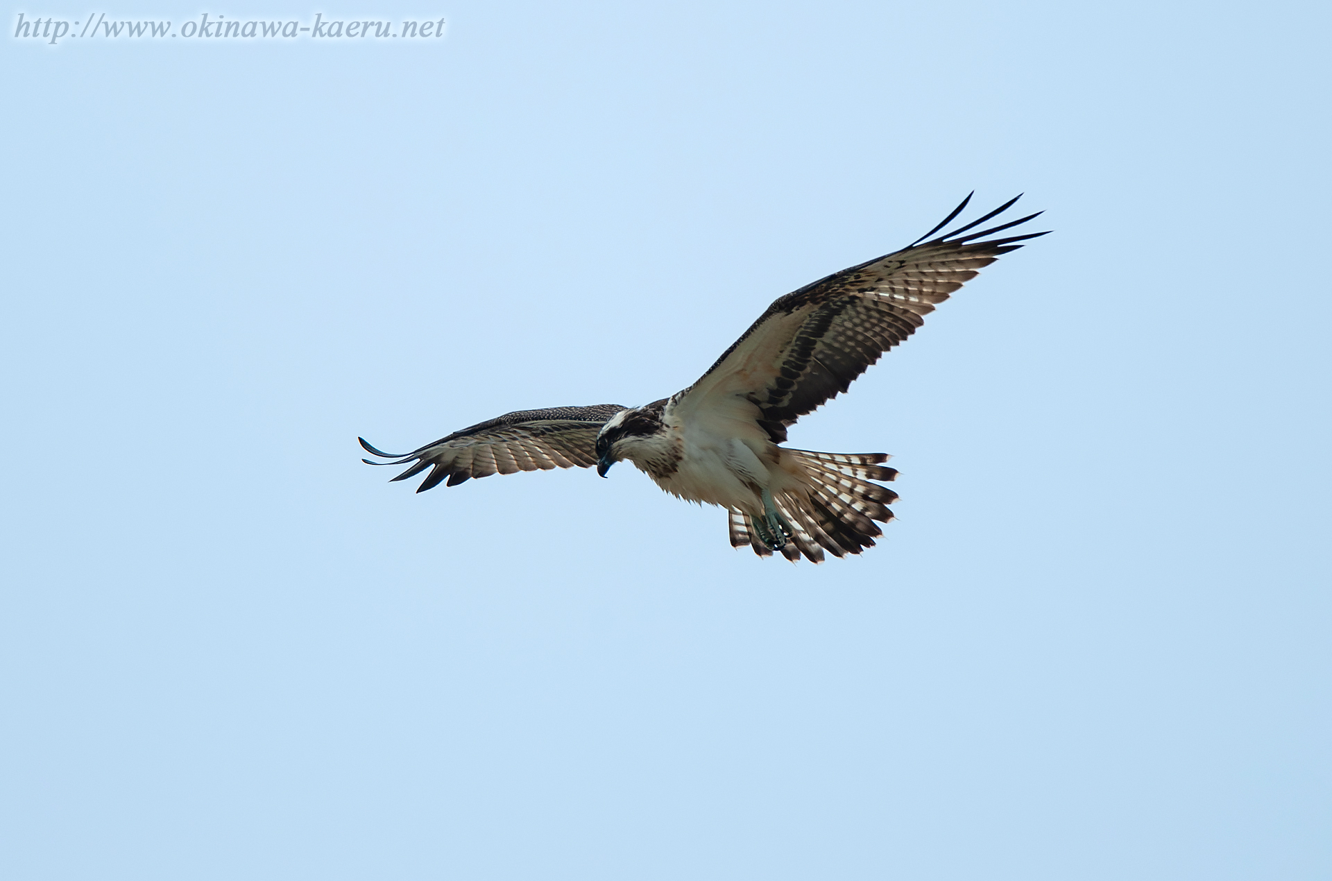 ミサゴ Pandion haliaetus