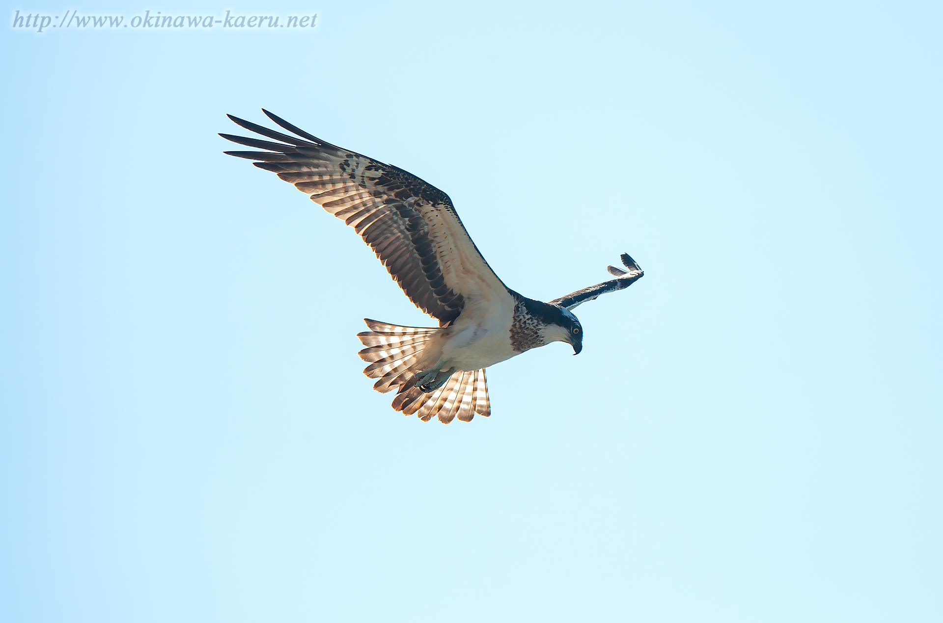 ミサゴ Pandion haliaetus