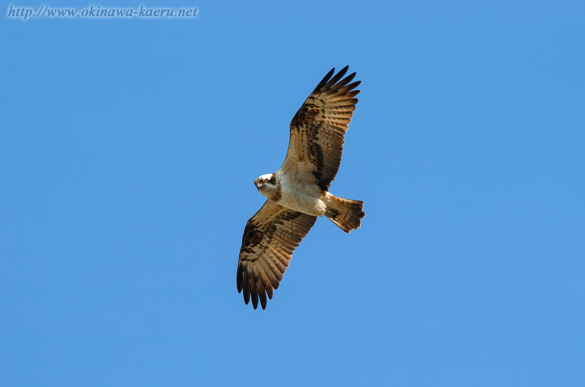 ミサゴ Pandion haliaetus