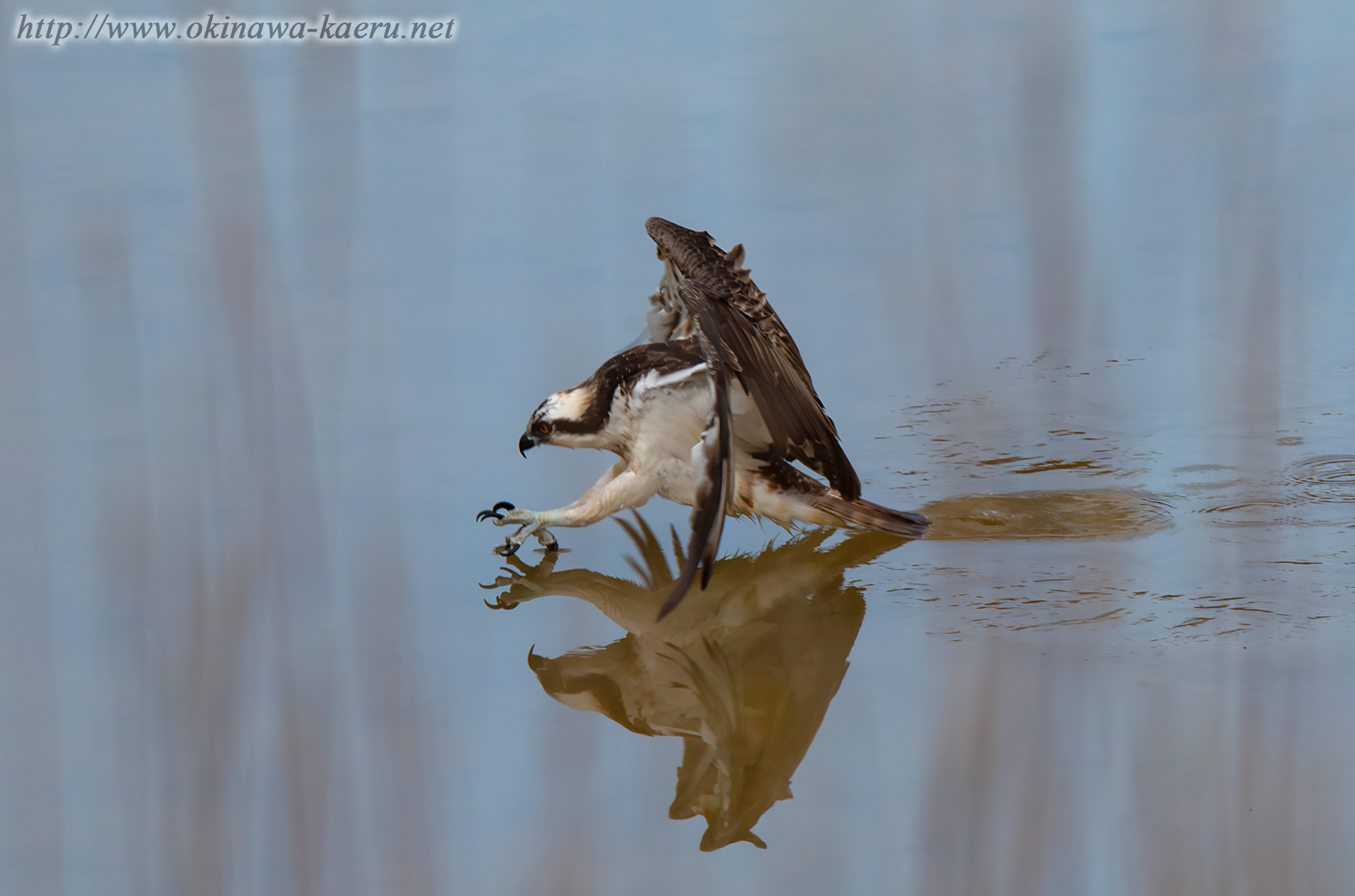 ミサゴ Pandion haliaetus